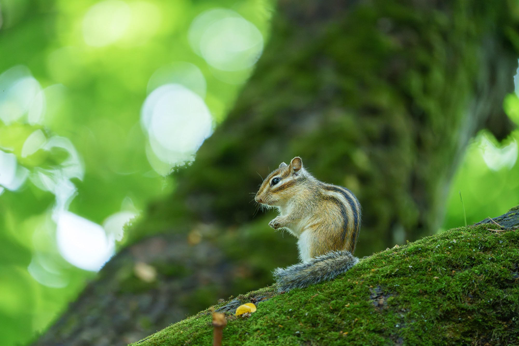 Животные. Ваш личный фотограф Марина Волкова
