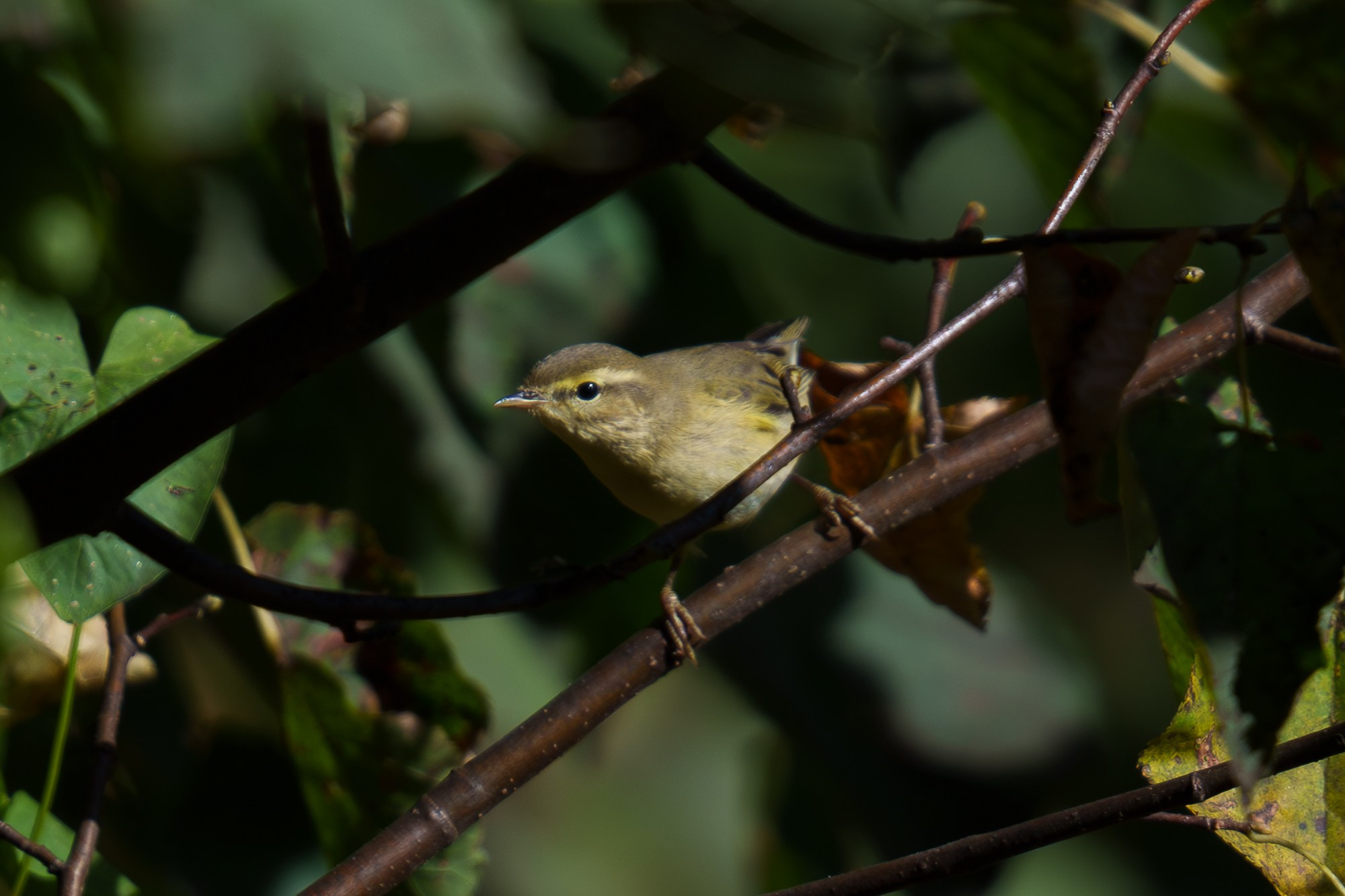 Удивительные мир птиц. Вокруг нас столько прекрасного — присмотритесь!. Ваш личный фотограф Марина Волкова