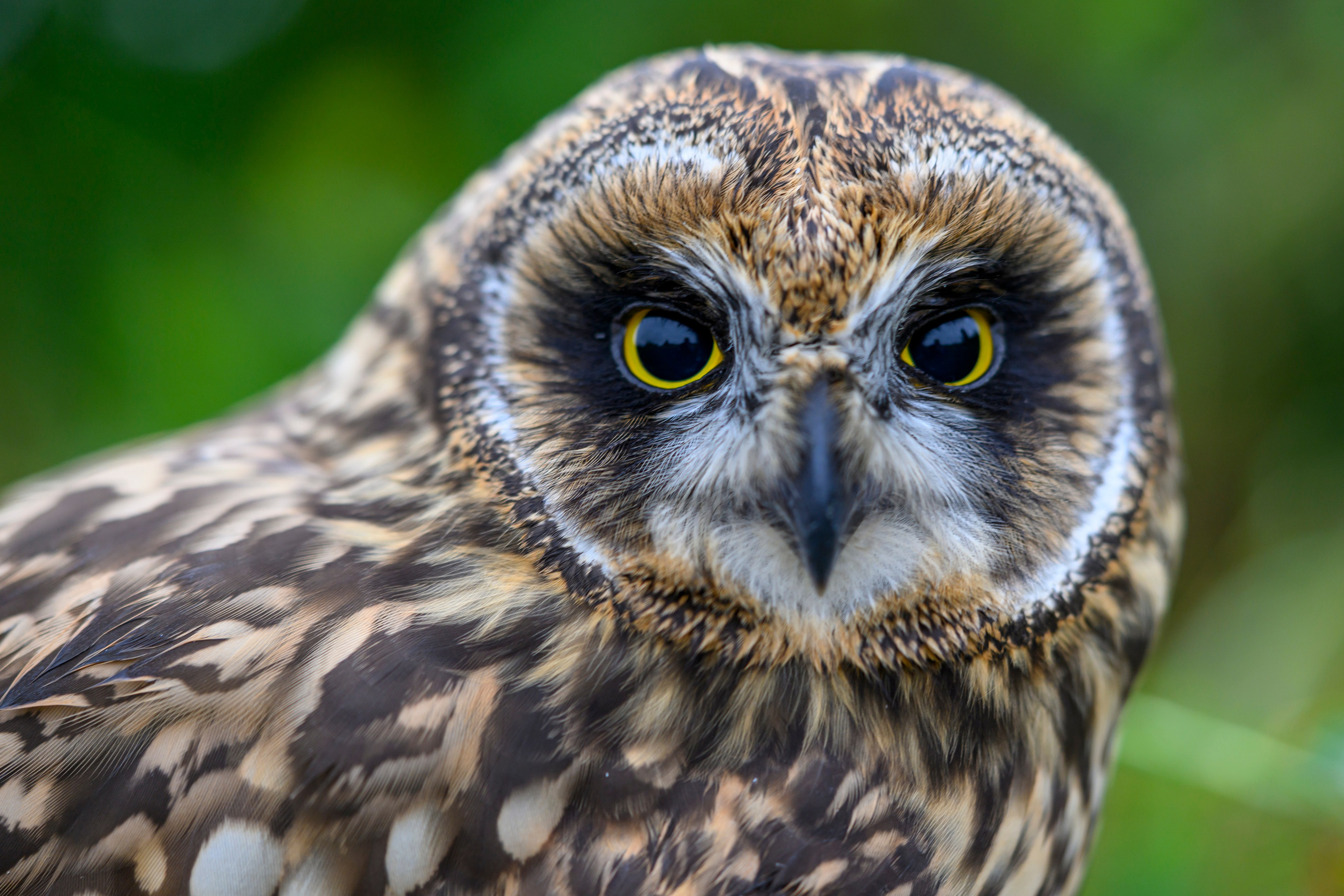Фотосессия совенка | Owlet photo session. Фотограф Сергей Пупонин