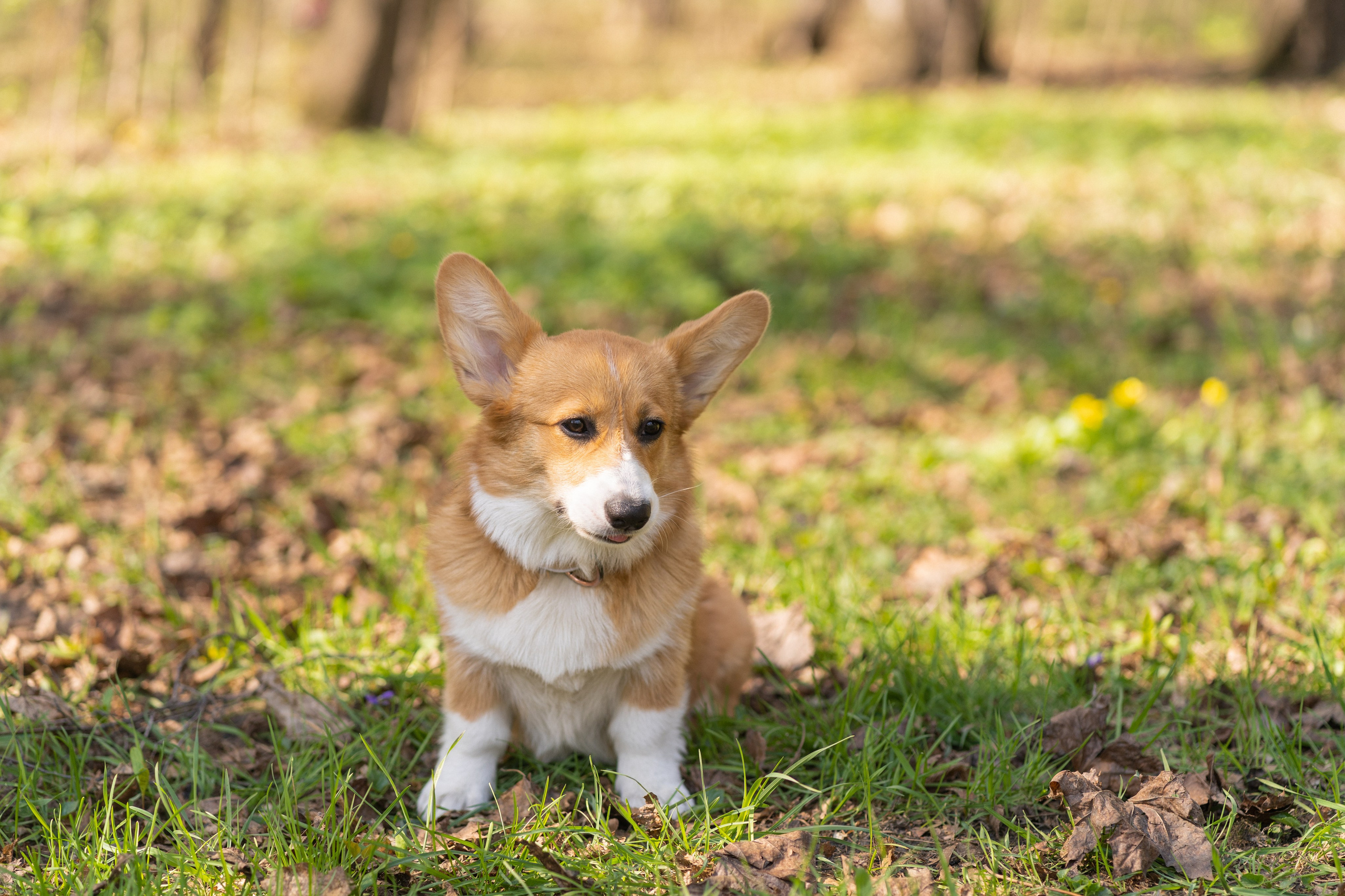 Саша, Настя, Луна. Свадебный фотограф в Москве Анна Полушина