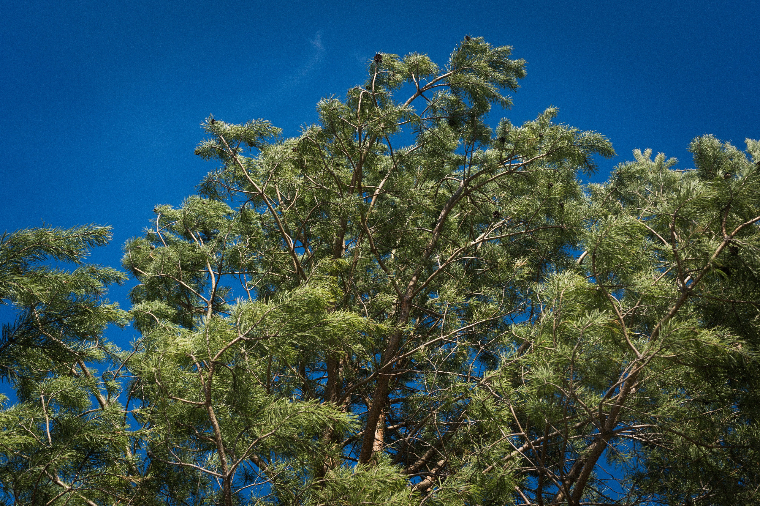 Late Honeymoon. Kartascheff