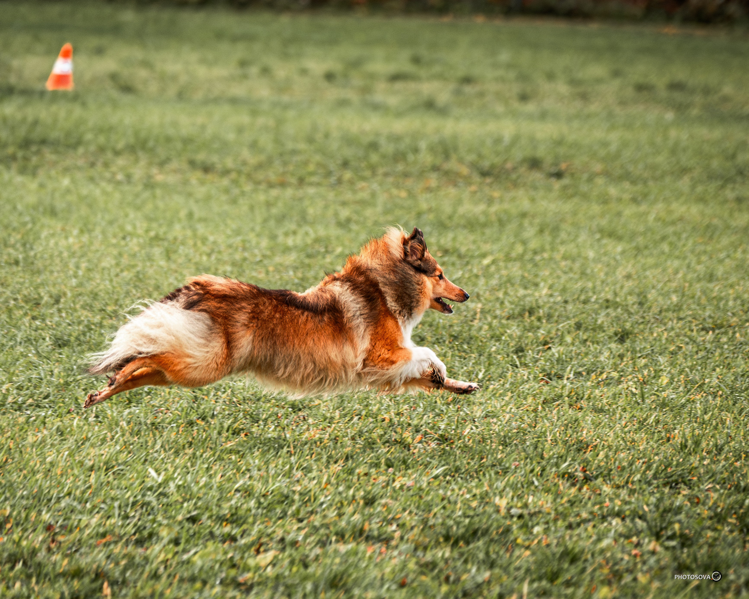 МЫ — КОМАНДА (соревнования) OKD, BH, IBGH, IGP. Фотограф-анималист, семейный фотограф в Москве и Подмосковье. Фотосъёмка кинологических дисциплин