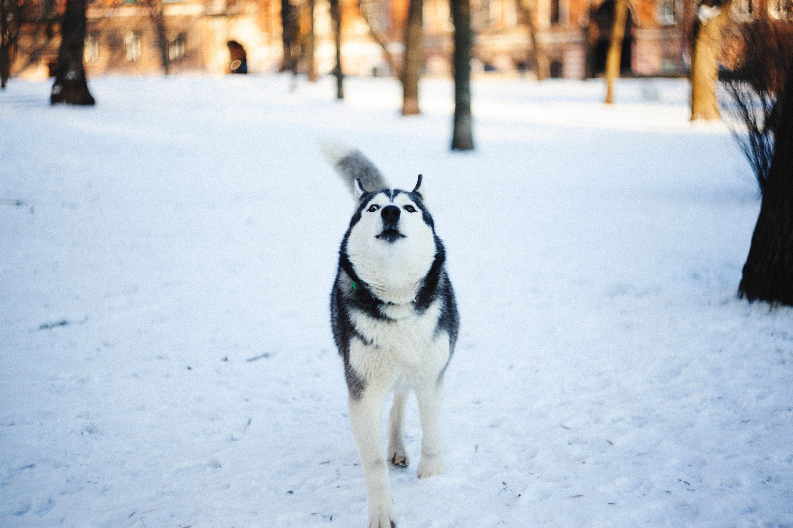 В Алексеевском саду. Фотограф Адигамова Юлия в Петербурге