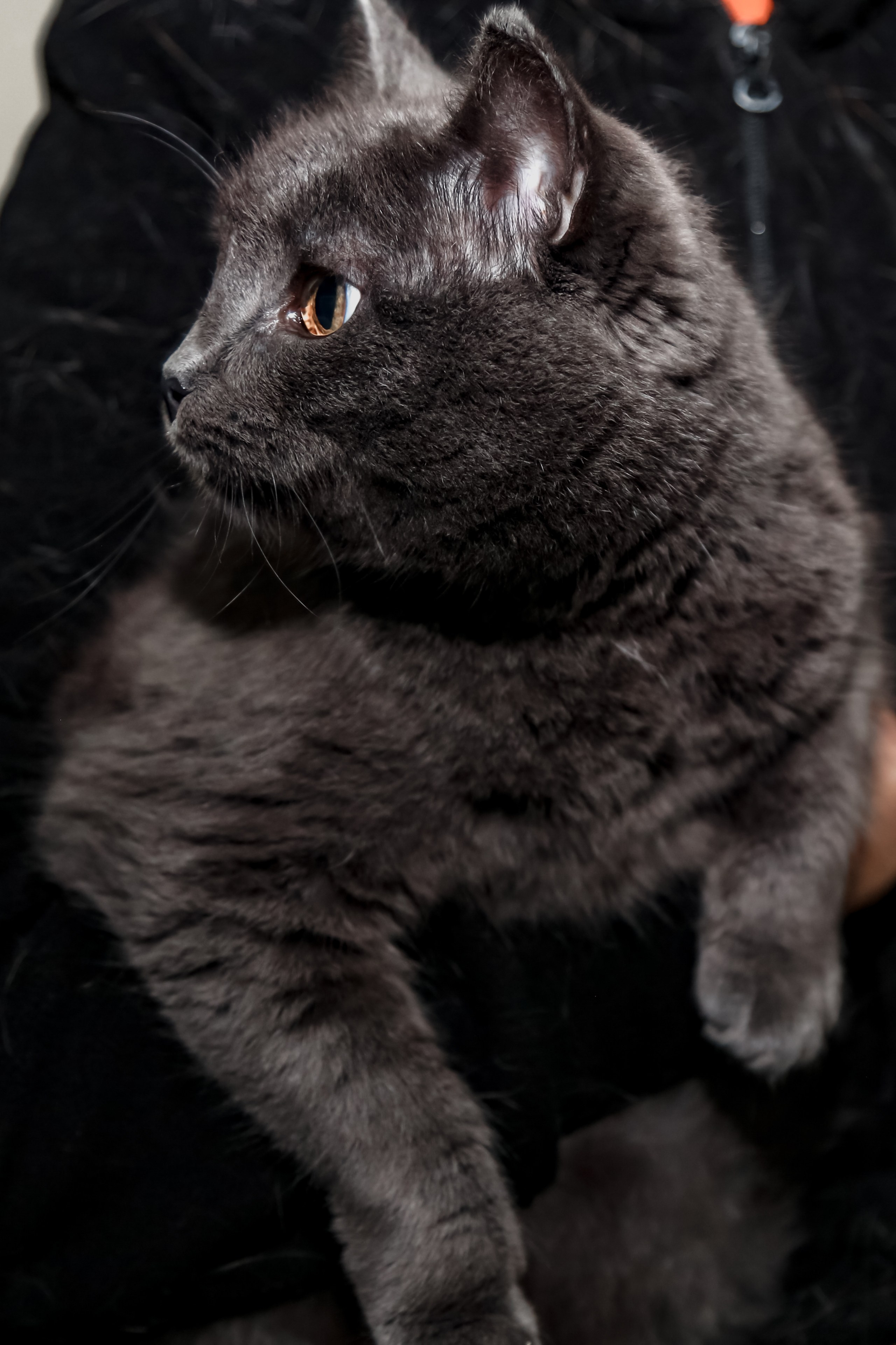 Приют Кошкин Дом Филимоша. Ваш фотограф в Оренбурге Рощупкина Екатерина