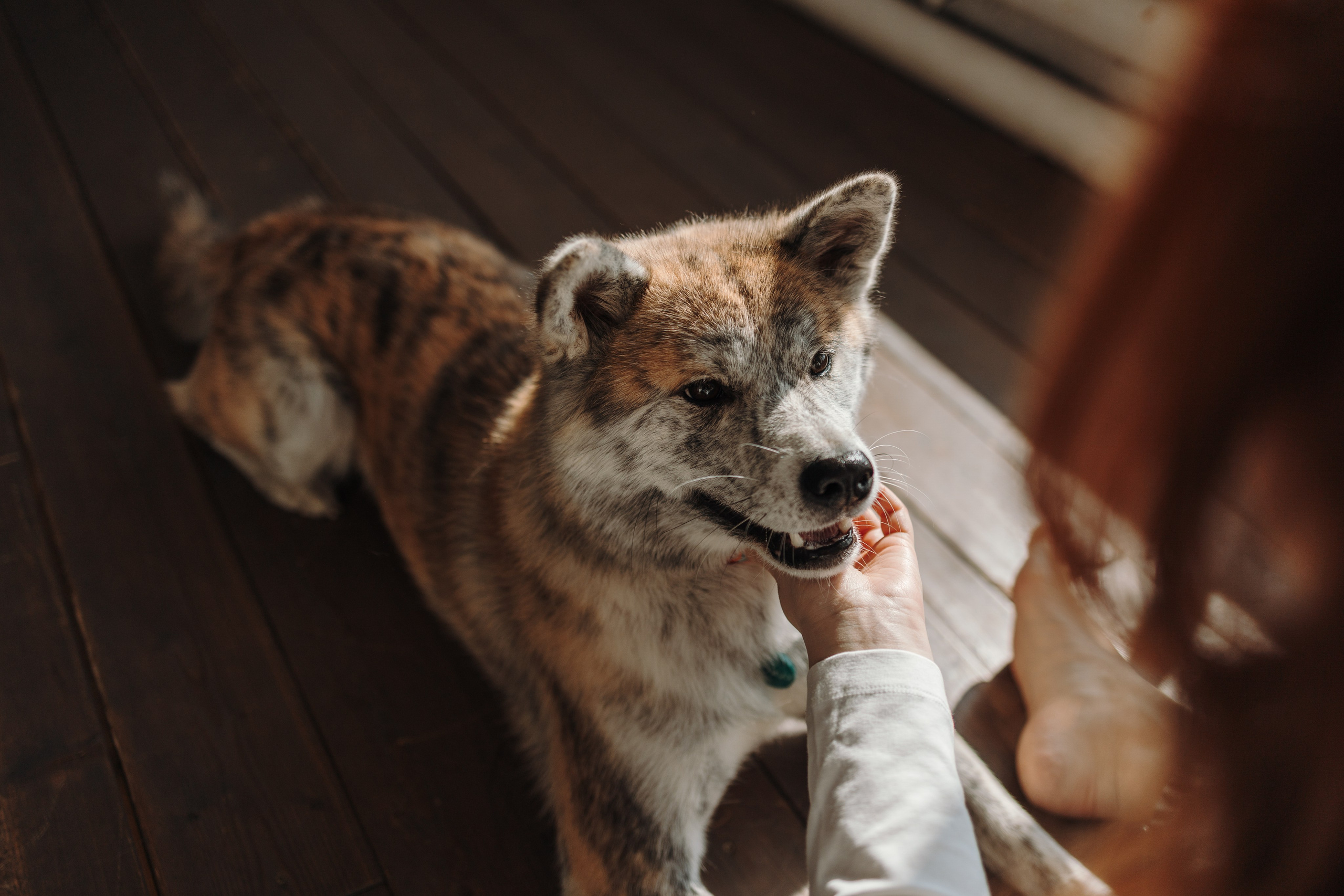 Настя и Айри. Фотограф — Анималист | Санкт-Петербург