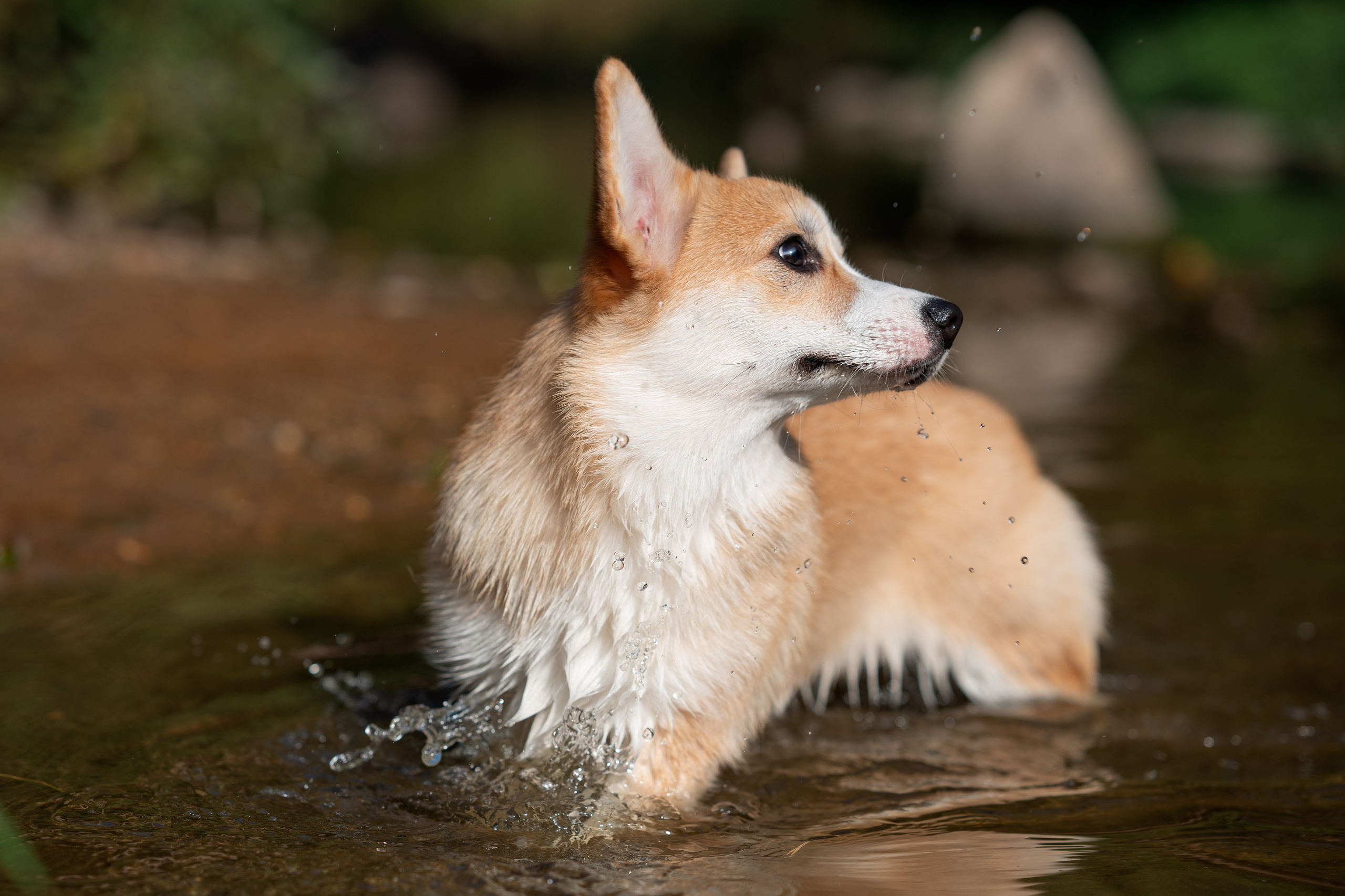 Заводчик Ольга Кушкина. Творческий фотограф Вологда