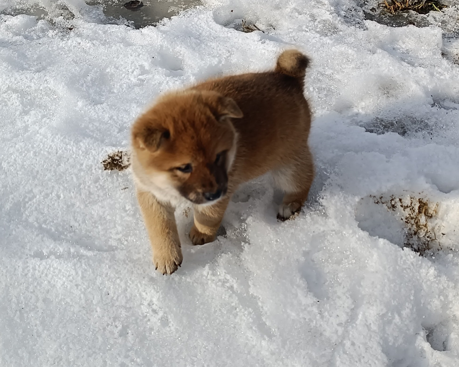 Сиба Rubylight Everest питомник Рубилайт 