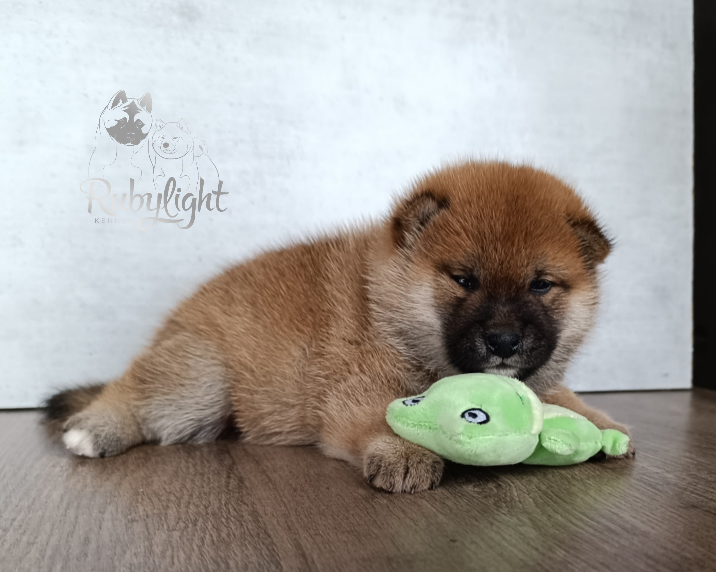 Сиба Rubylight Ellis питомник Рубилайт 