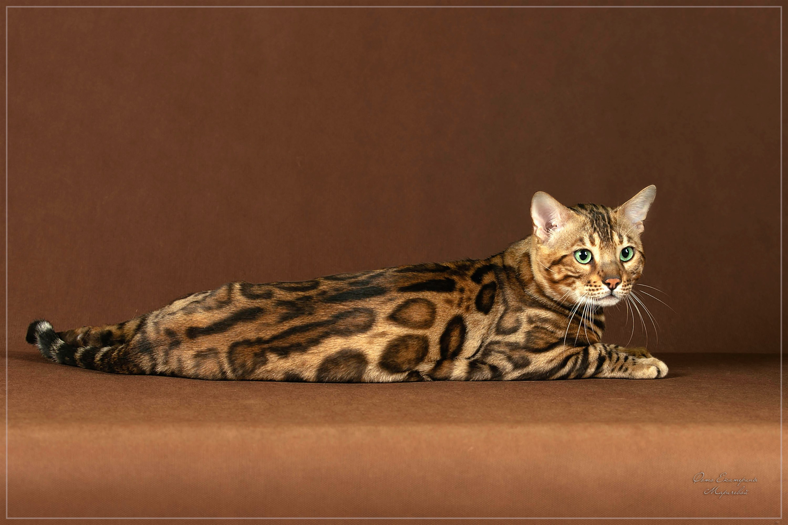 Стендовая съёмка на выставках кошек. Фотограф-анималист в Омске Екатерина Маричева