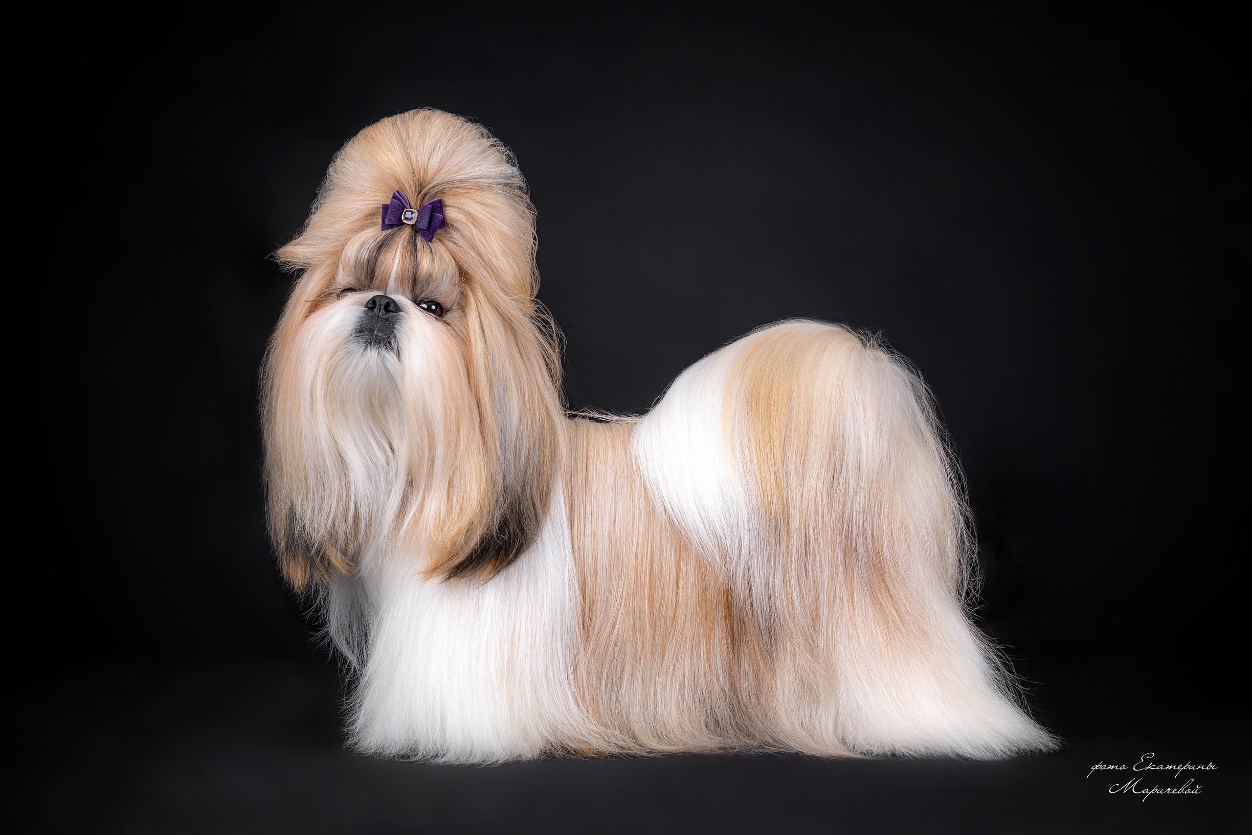 Фоны чёрный, белый, серый. Фотограф-анималист в Омске Екатерина Маричева