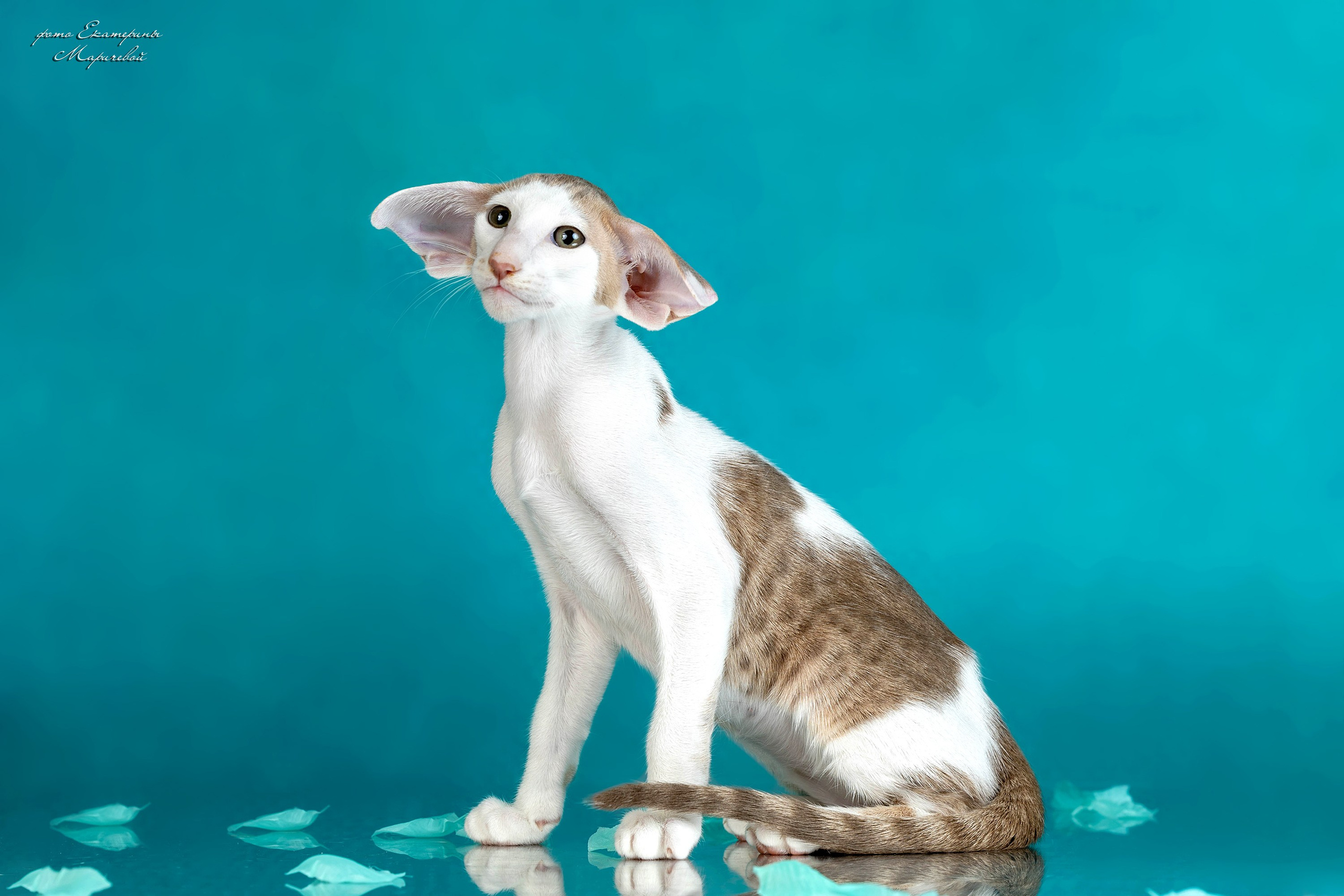 Стендовая съёмка на выставках кошек. Фотограф-анималист в Омске Екатерина Маричева