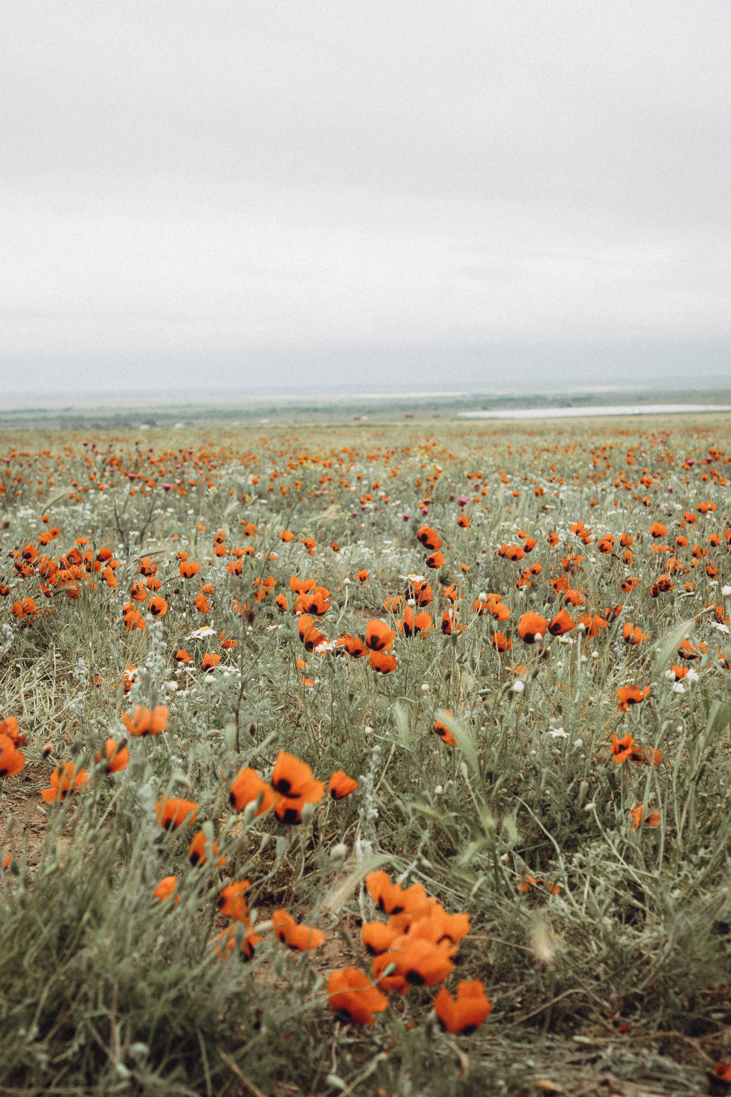 Кавказ. Профессиональный фотограф, Санкт-Петербург — Виктория Богомолова