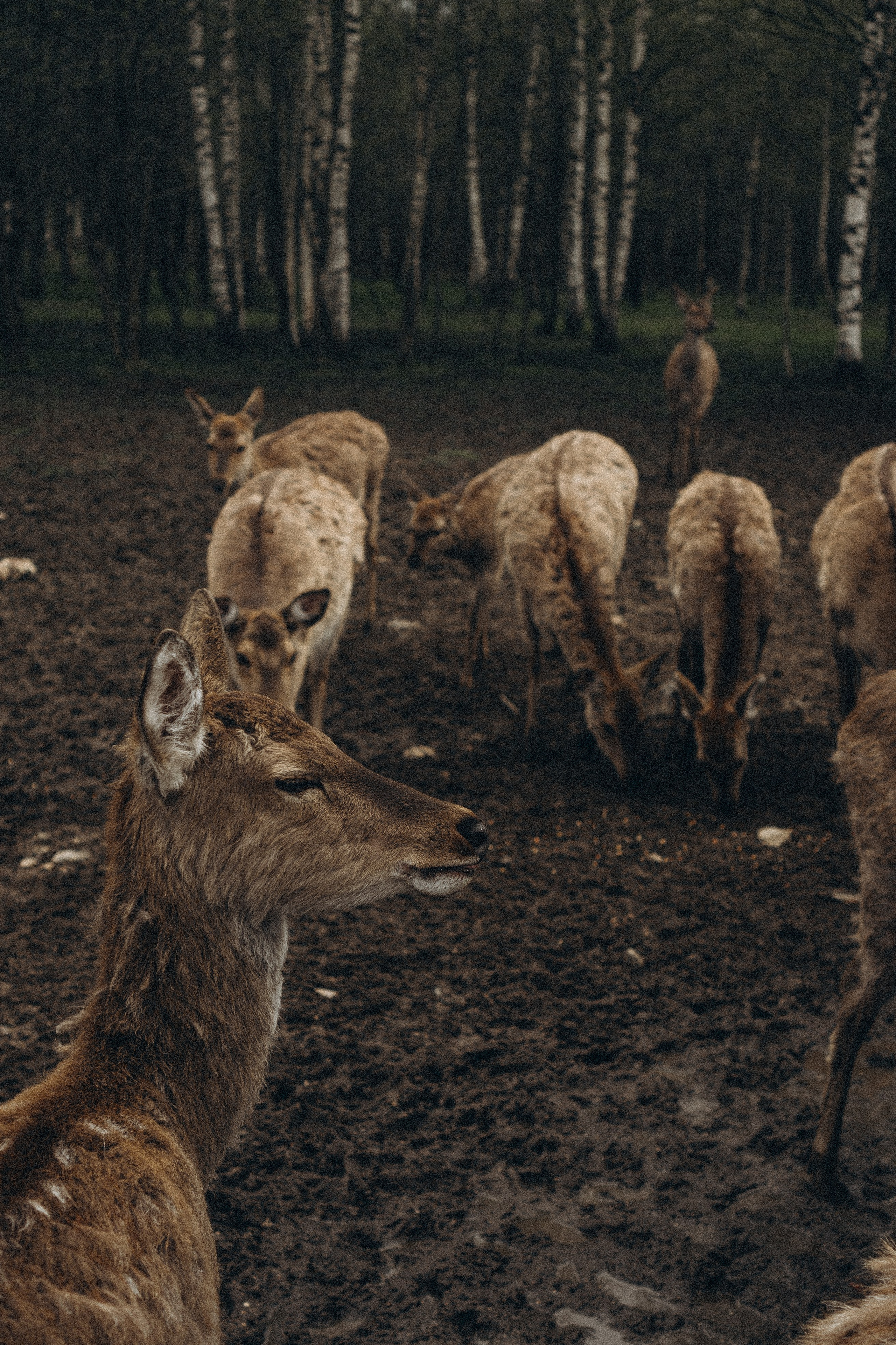 ОЛЕНЬЯ ФЕРМА В ТВЕРИ. Профессиональный фотограф, Санкт-Петербург — Виктория Богомолова