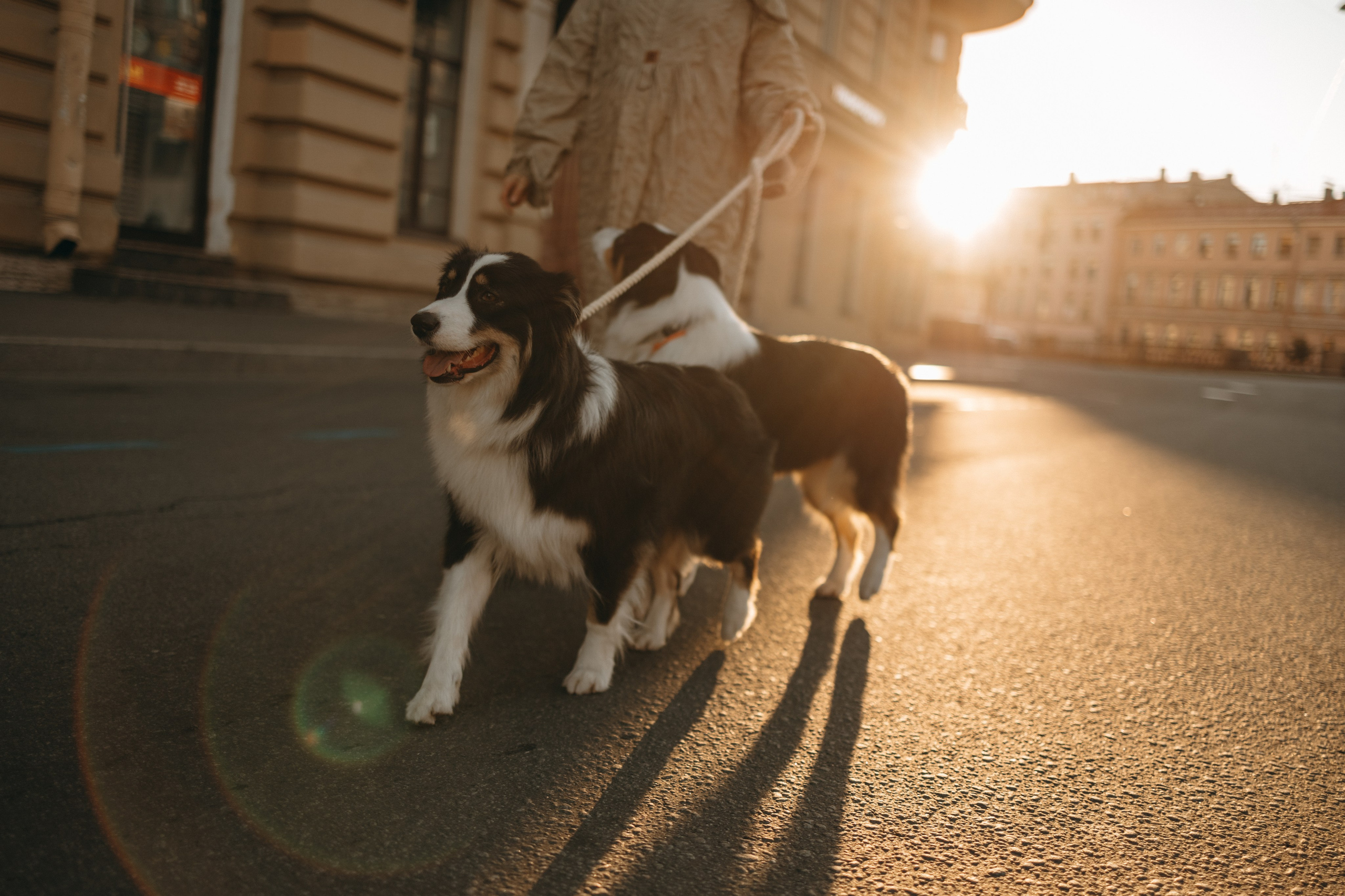 Катя и ее девочки. Фотограф — Анималист | Санкт-Петербург
