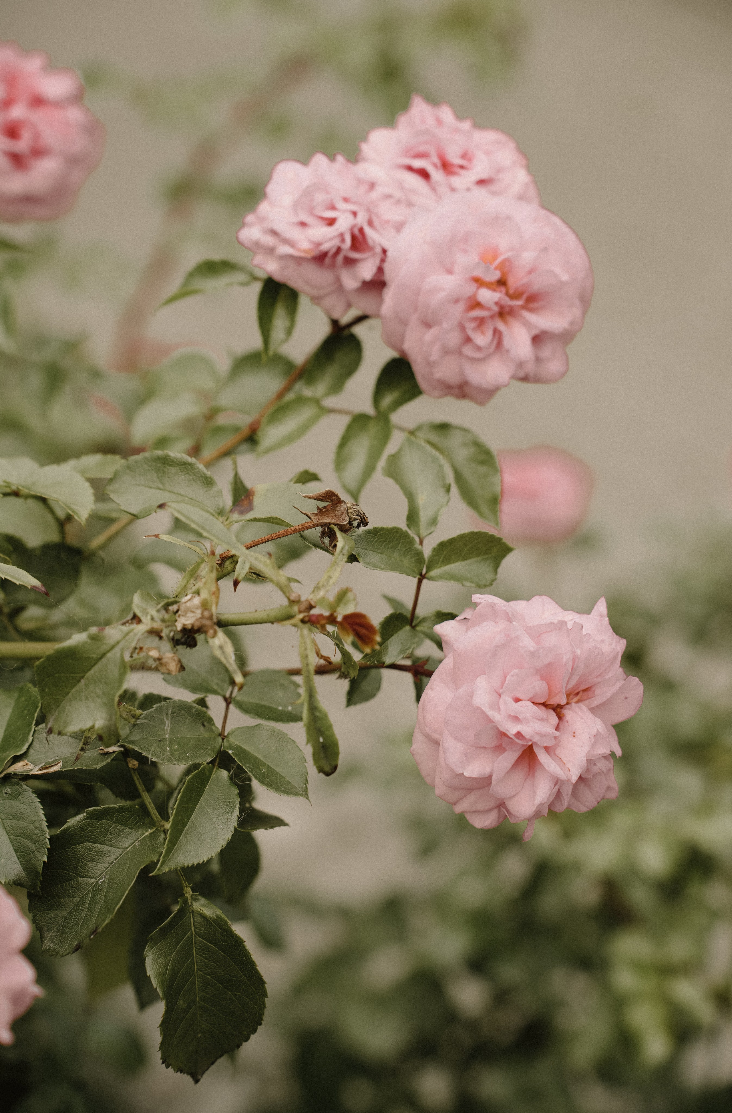 Большая свадьба 23.08.2024. Photographer_anastasia_margushina