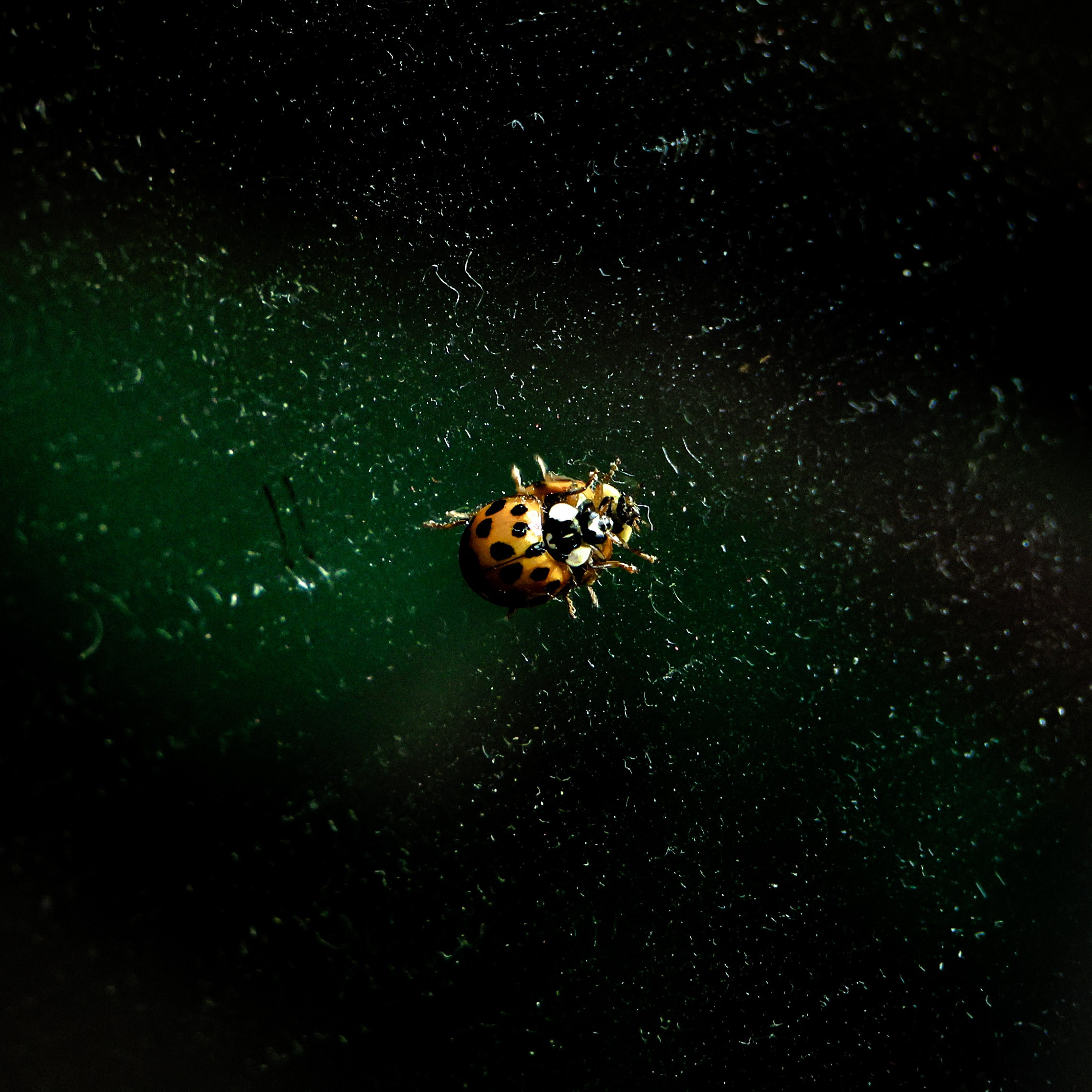 Lady Bug in Space. Portrait photographer based in Toronto — Blinova Mariia