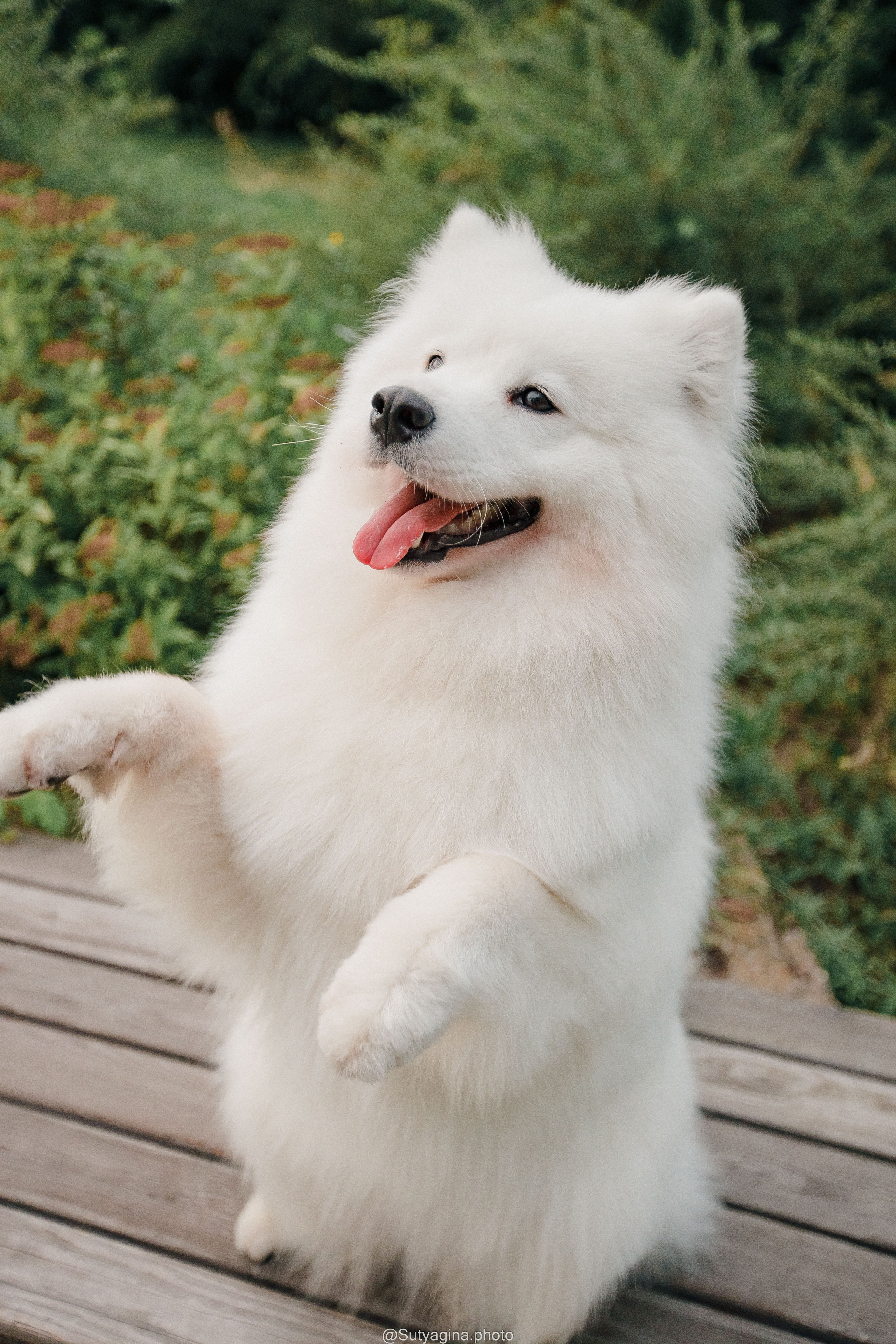 Самоед Рея. Свадебный и женский фотограф