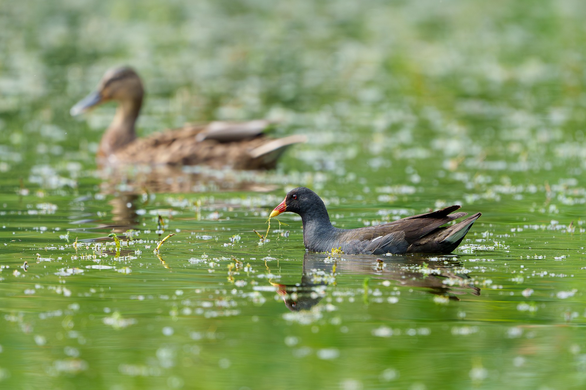 Удивительные мир птиц. Вокруг нас столько прекрасного — присмотритесь!. Ваш личный фотограф Марина Волкова