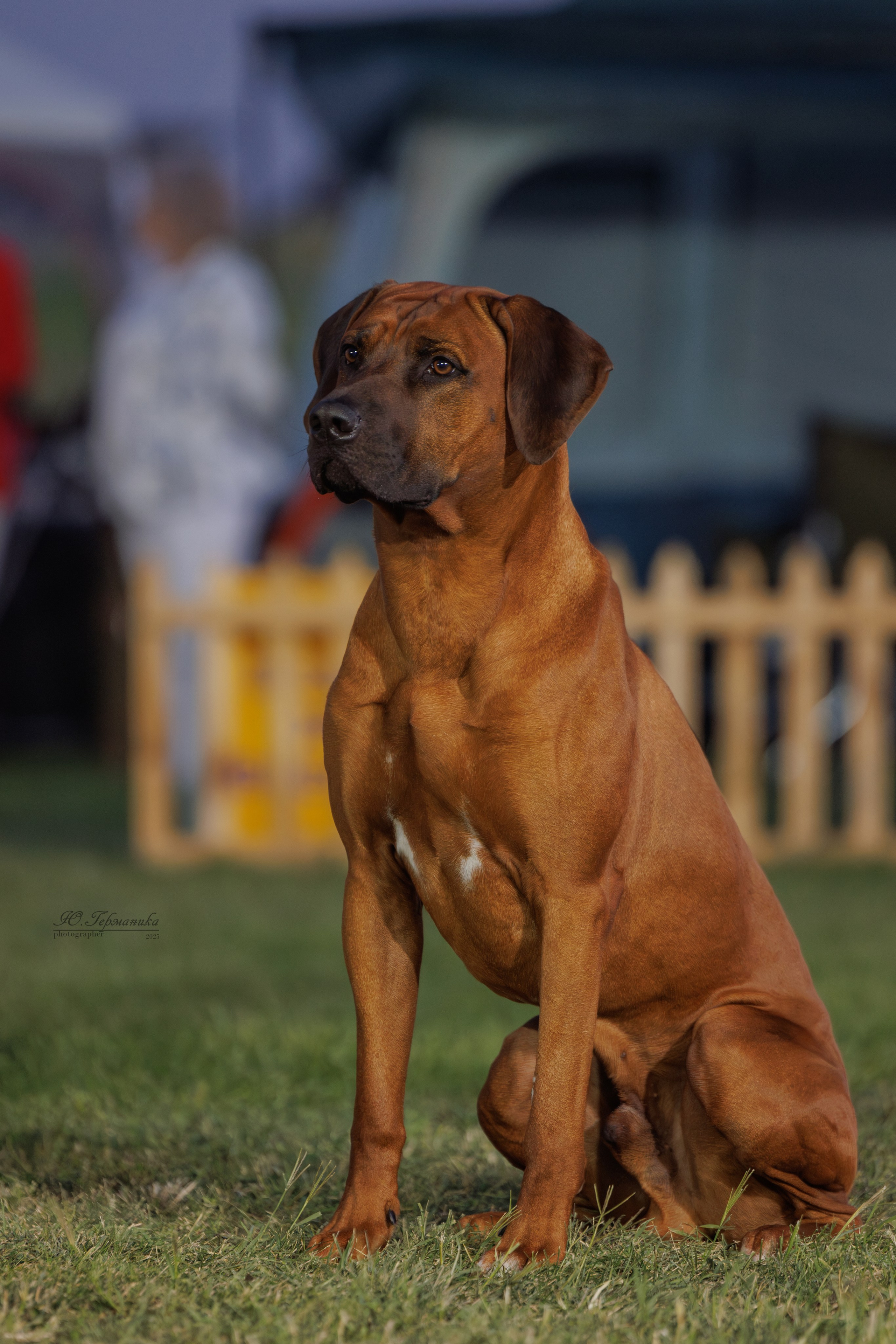 Ереван 3хCACIB 23-25.06.2025. Фотограф-анималист Юлия Германика