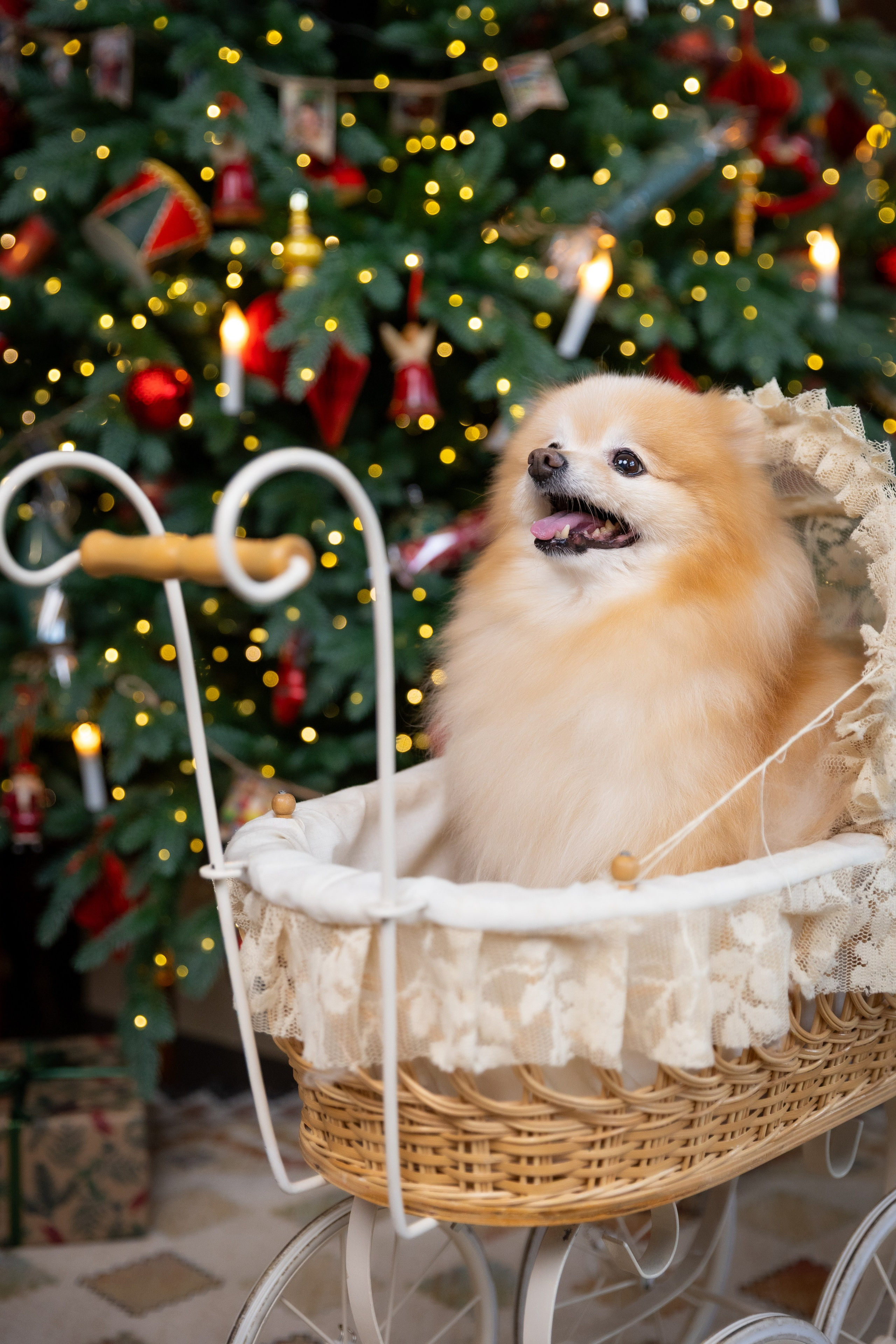 НОВОГОДНЯЯ СЕМЕЙНАЯ. Фотограф в Москве и Стамбуле. Мастер сказочных фотографий