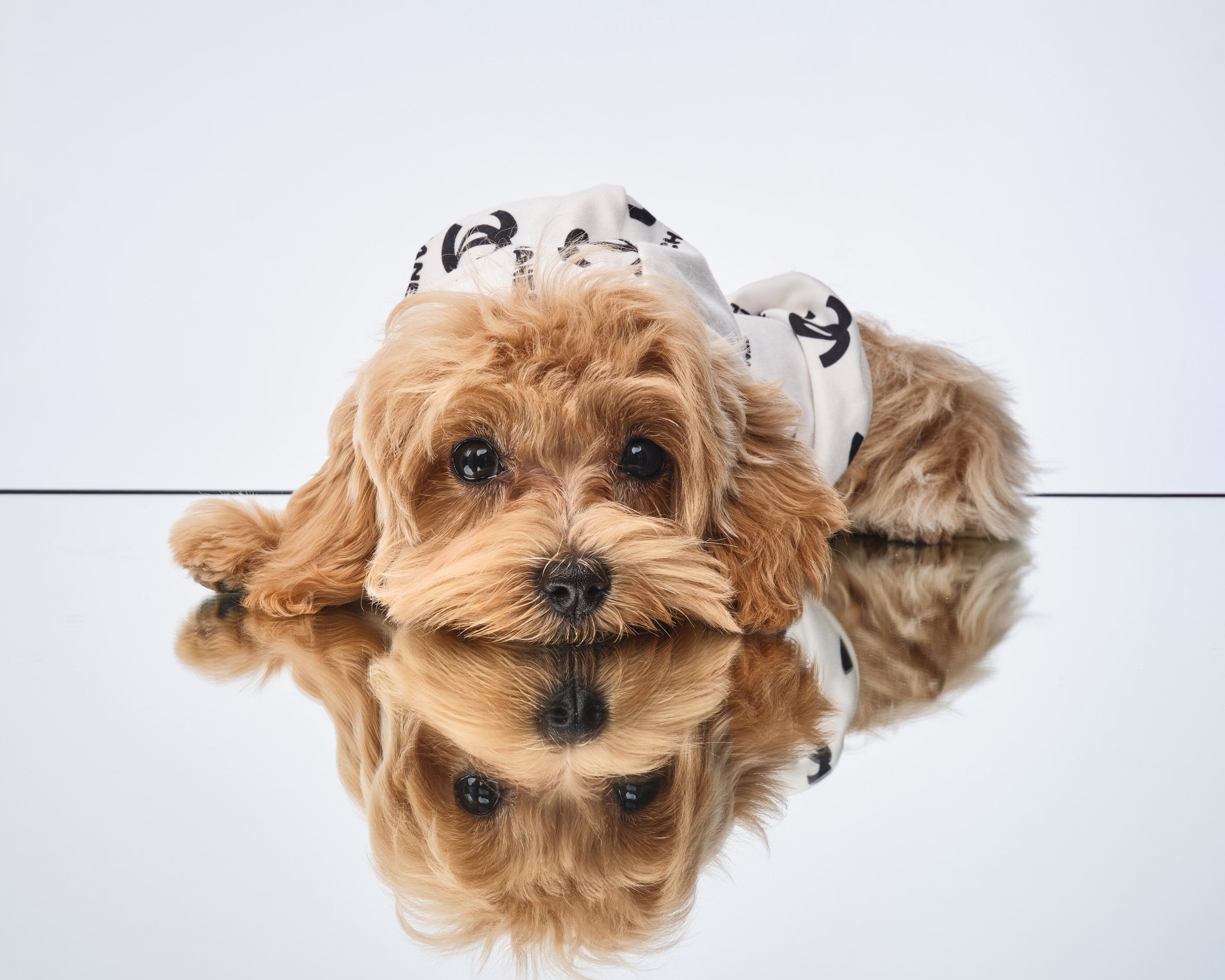 Фото с животными альбом. Фотограф в Москве — Галунина Кристина