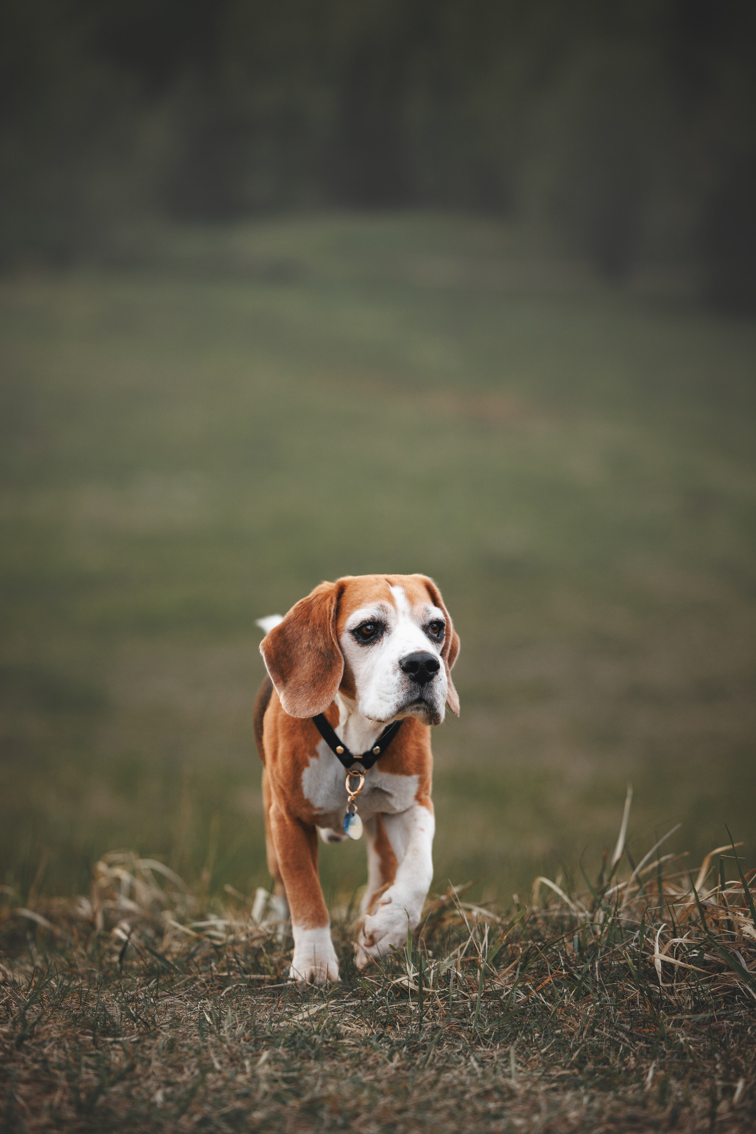 Юля и Зайфер. Фотограф анималист Осипчикова Мария
