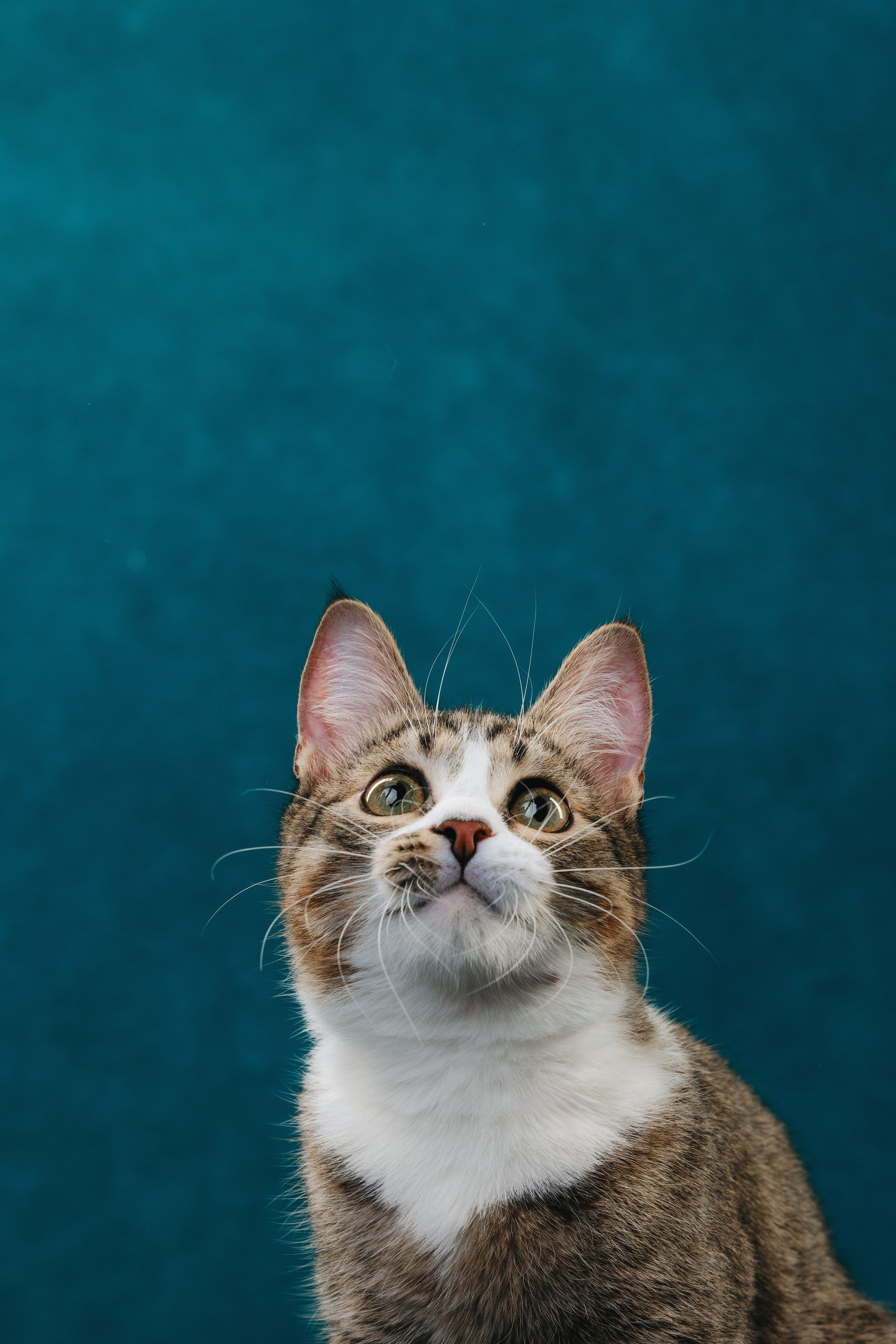 Коты Сет и Квентин. Фотограф анималист Осипчикова Мария