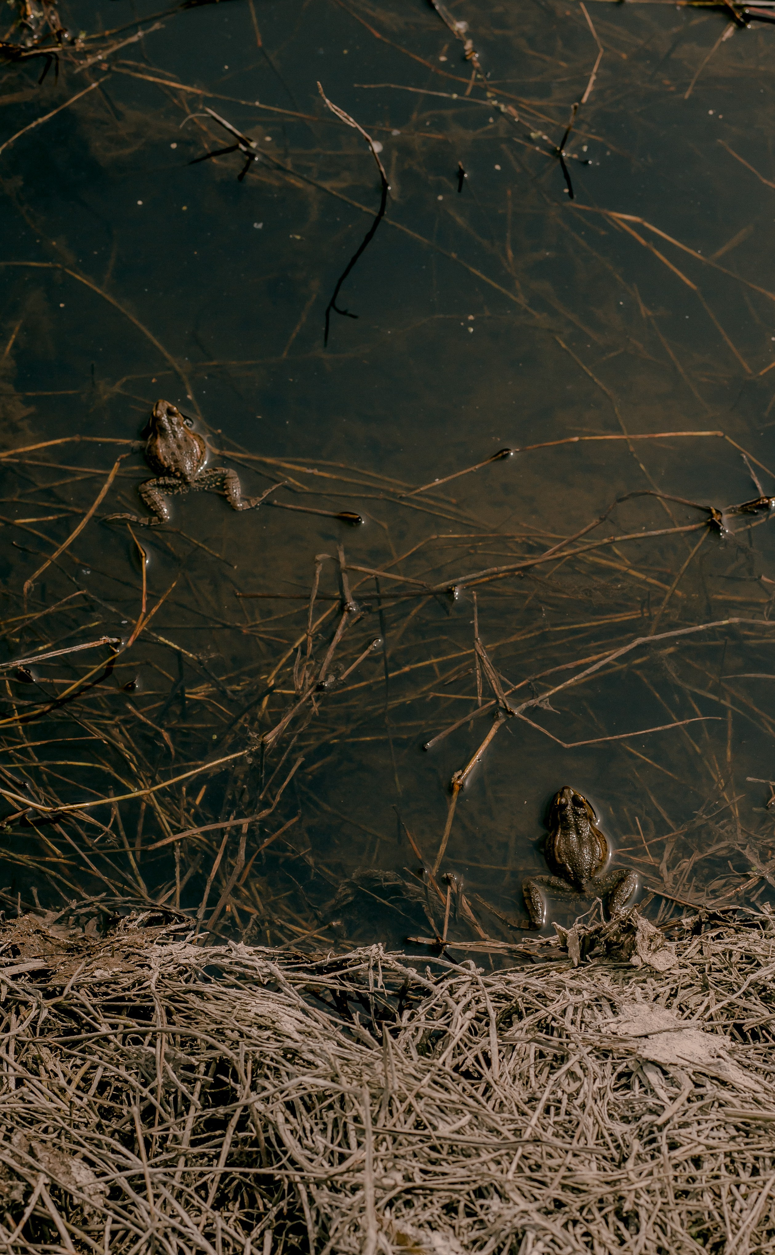 Georgia, Gonio. Art Photographer