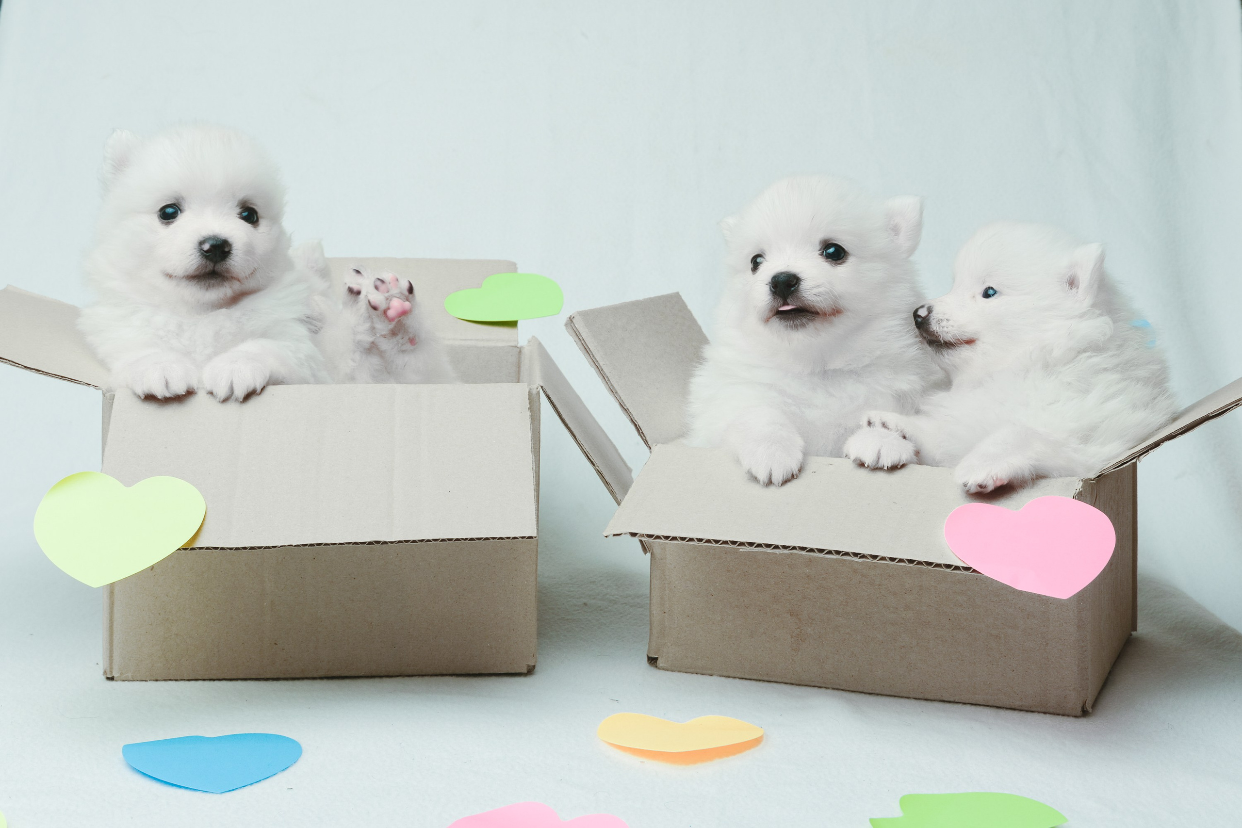 Съемка животных, собак, щенков, фото помета, портрет питомцев. Портретный и семейный фотограф в Перми Лена Лоза. Портрет для бизнеса