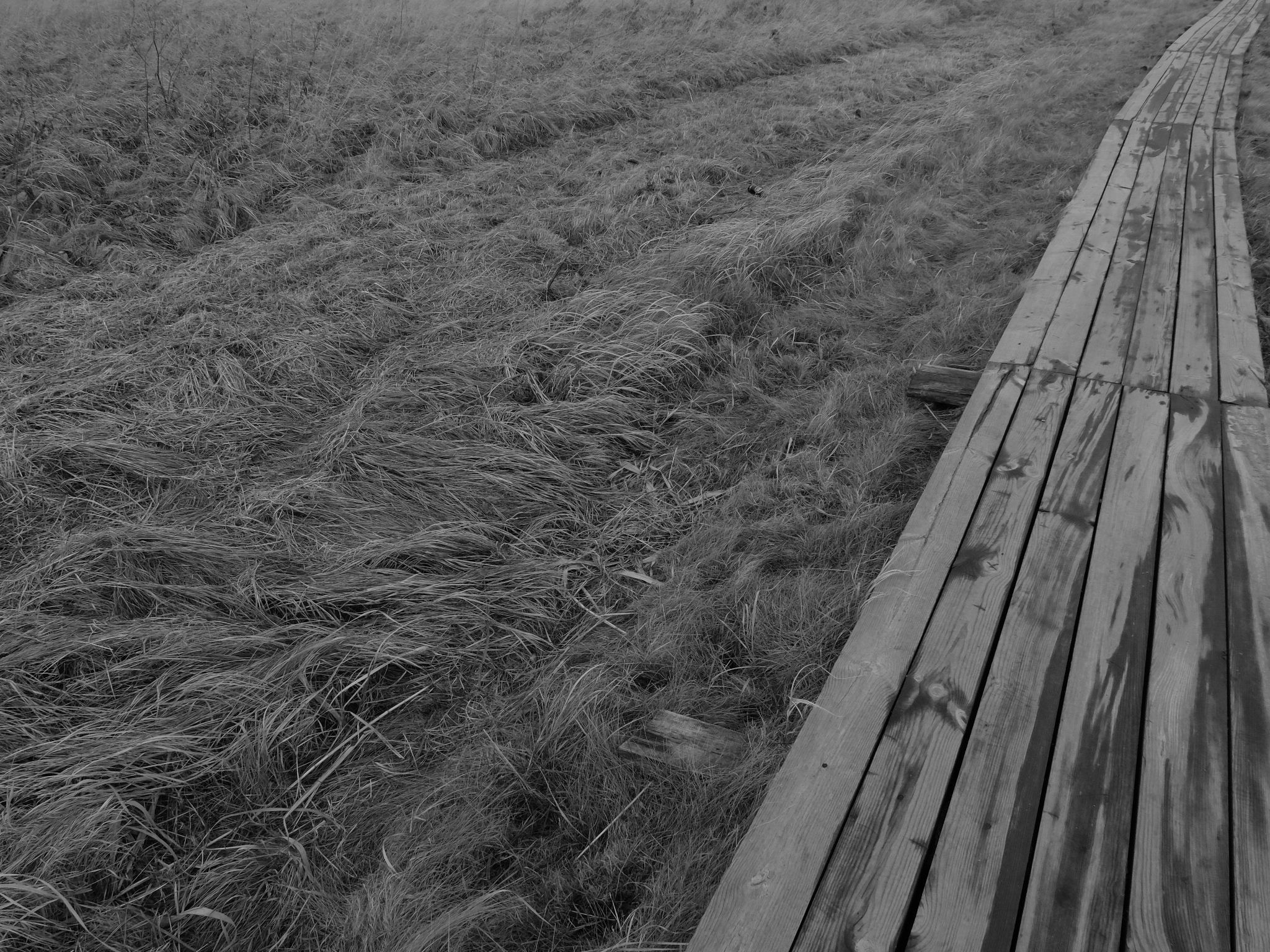 Внутривенные сны (2018-2023)