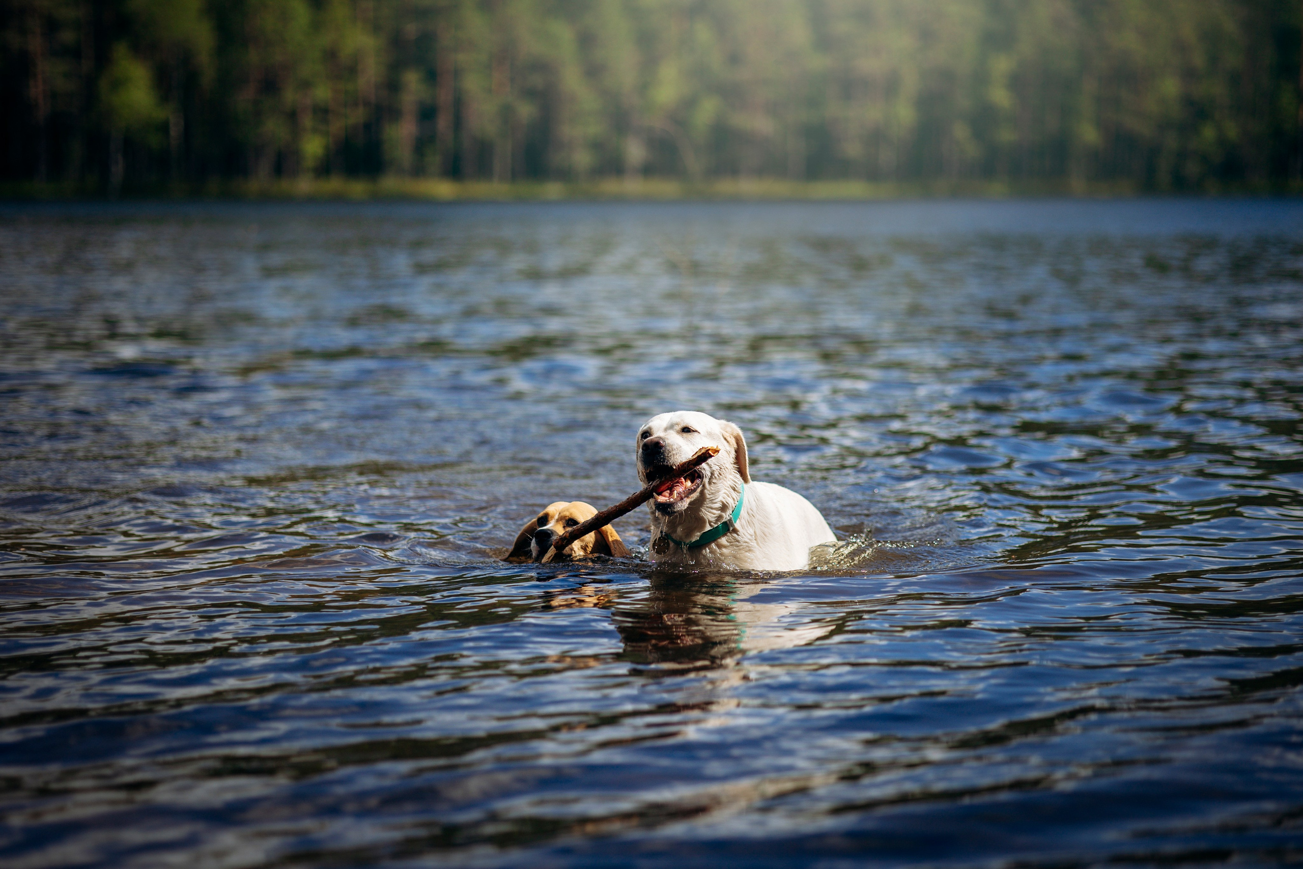 Котофеи и их семья. Фотограф — Анималист | Санкт-Петербург