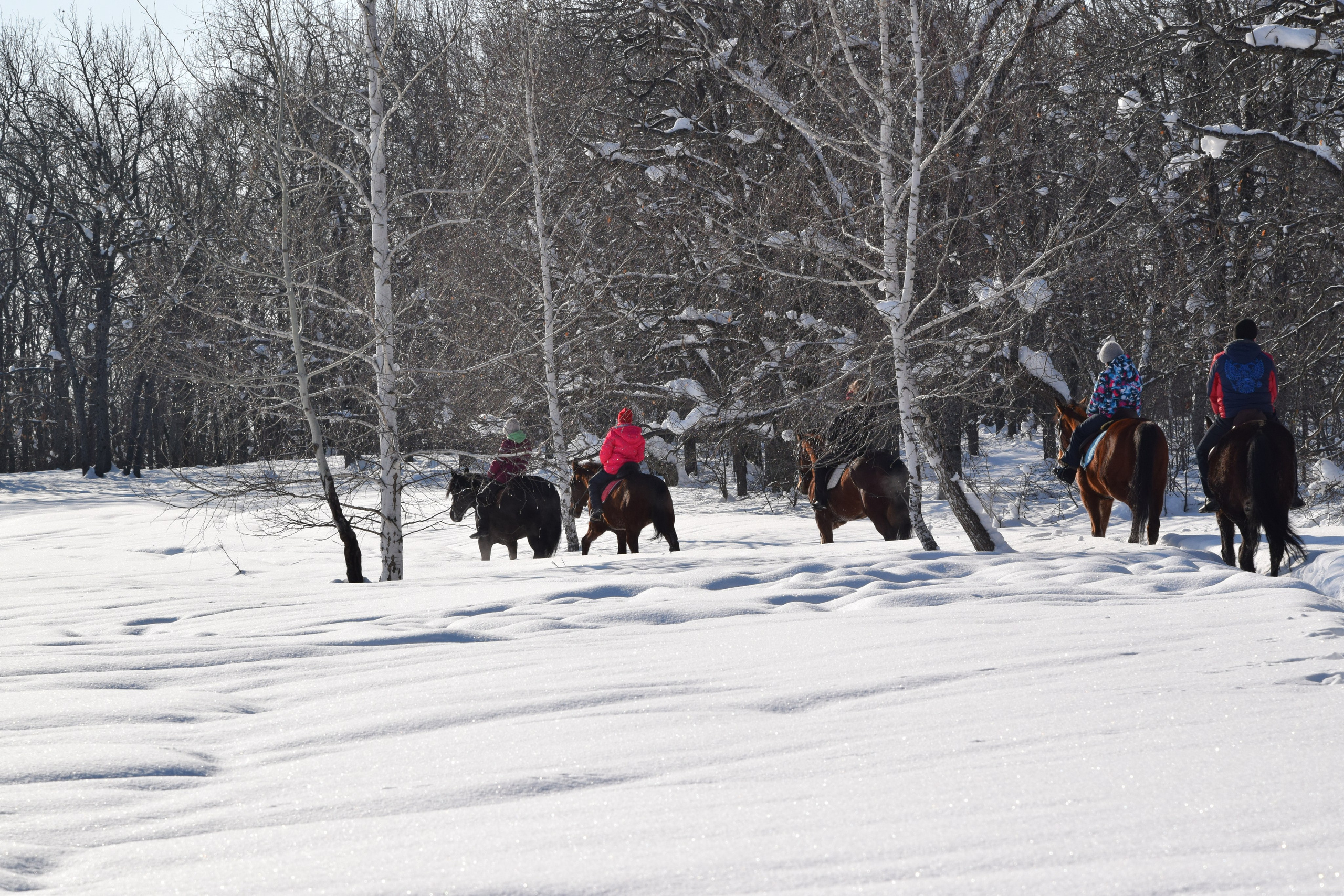 Конная прогулка. Конный фотограф в Саратове Юлия Иванова