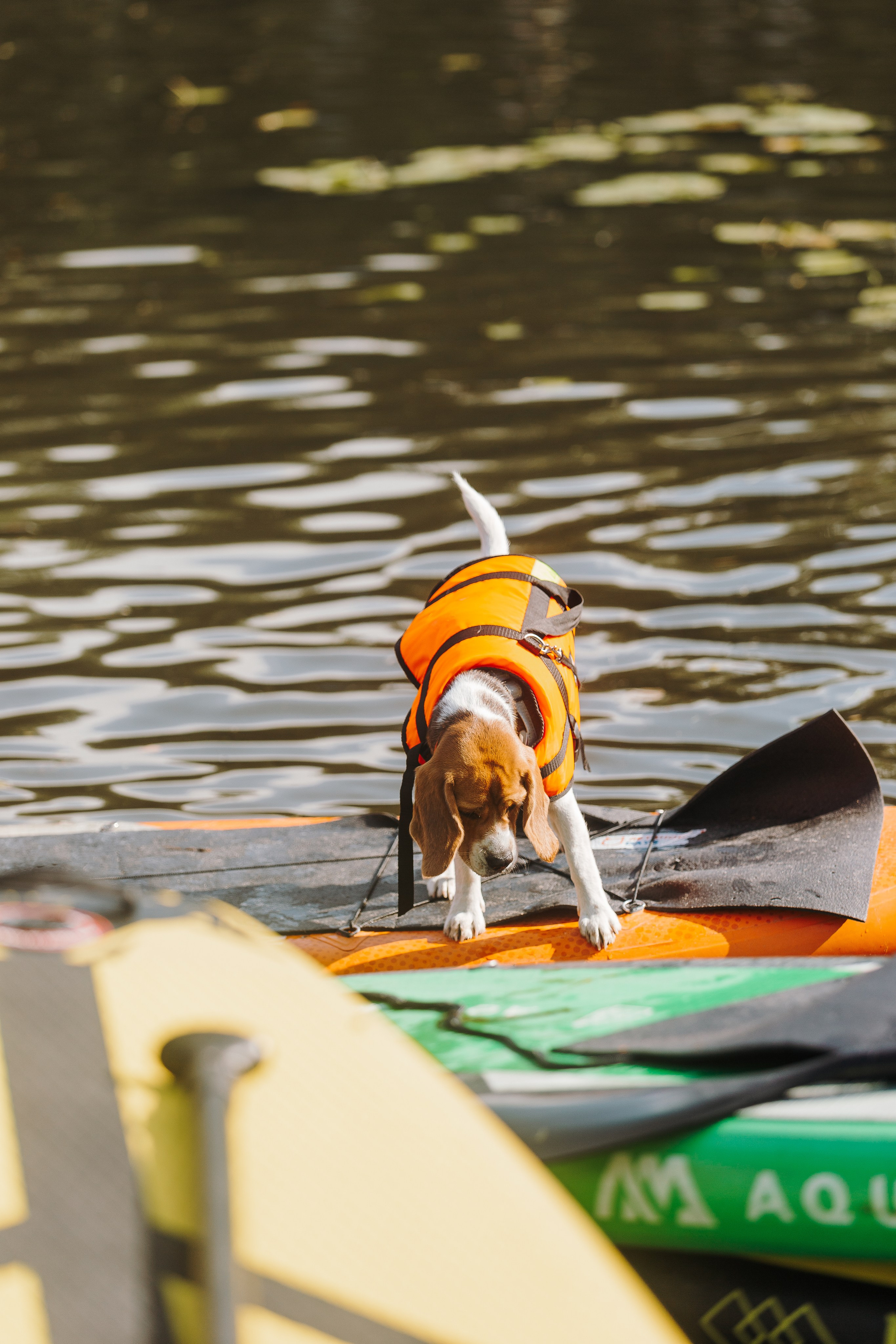 Petshop Sup day. Фотограф анималист Кристина Карпова, Москва