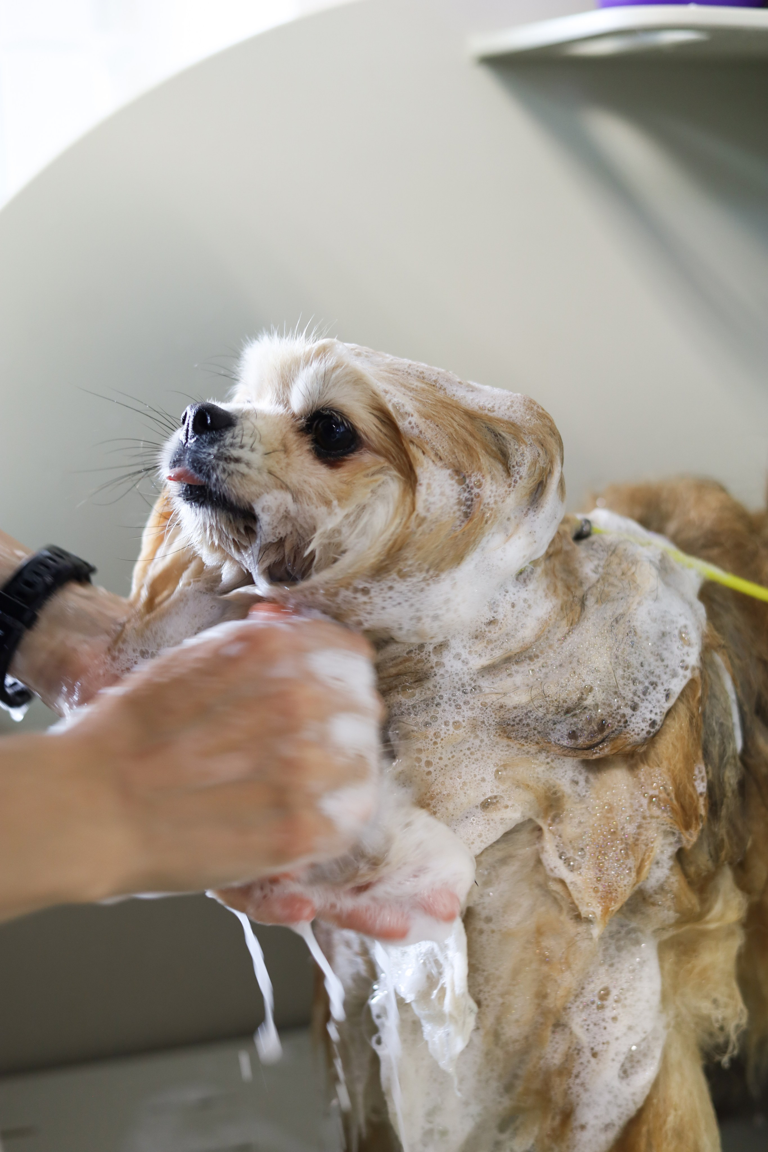 Груминг салон / Моська. Фотограф Мурманск | Нижний Новгород • Анна Хижняк
