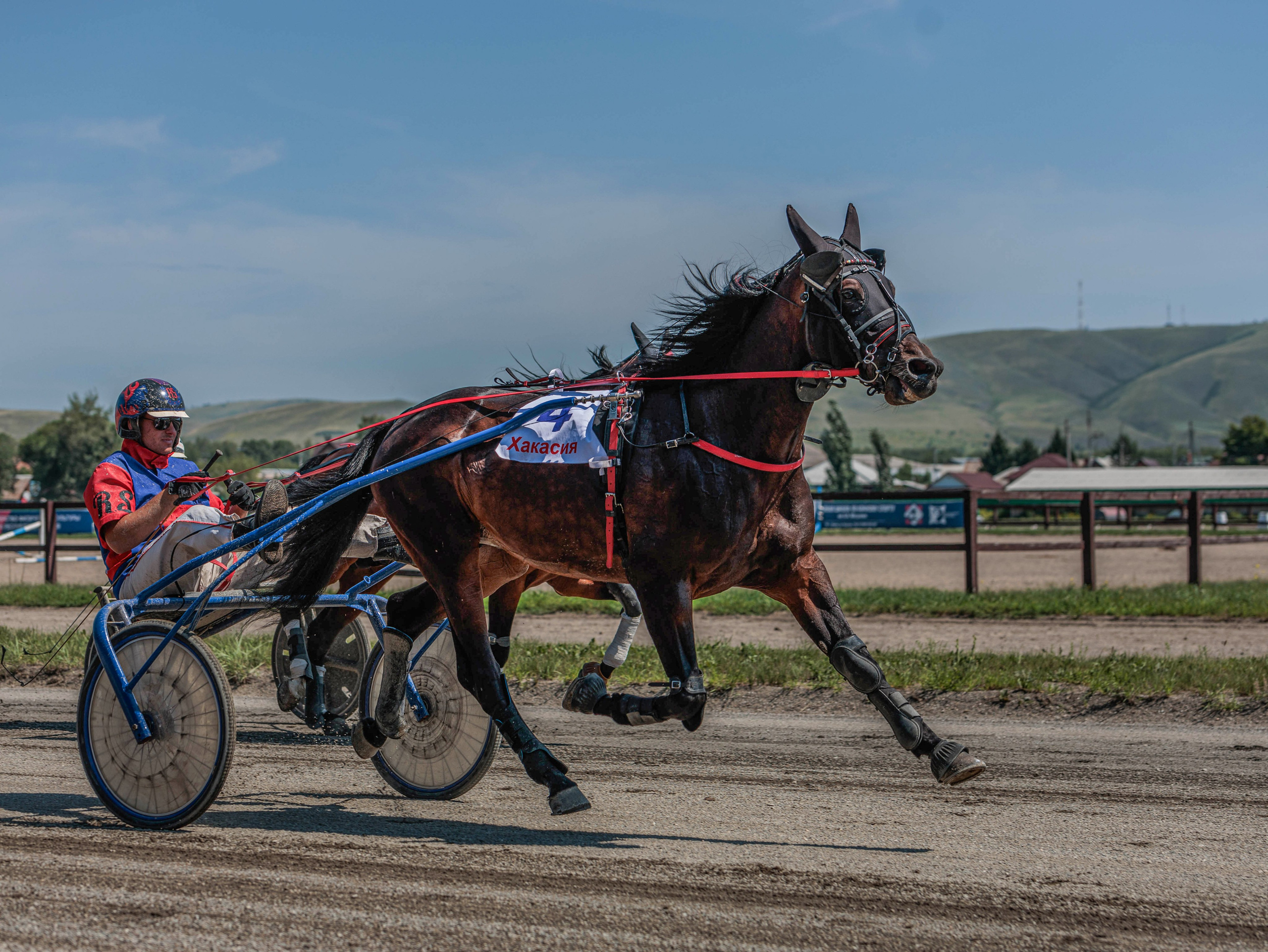 Зарисовки Абаканский ипподром 2025. Конный фотограф в Красноярске — Любовь Похабова