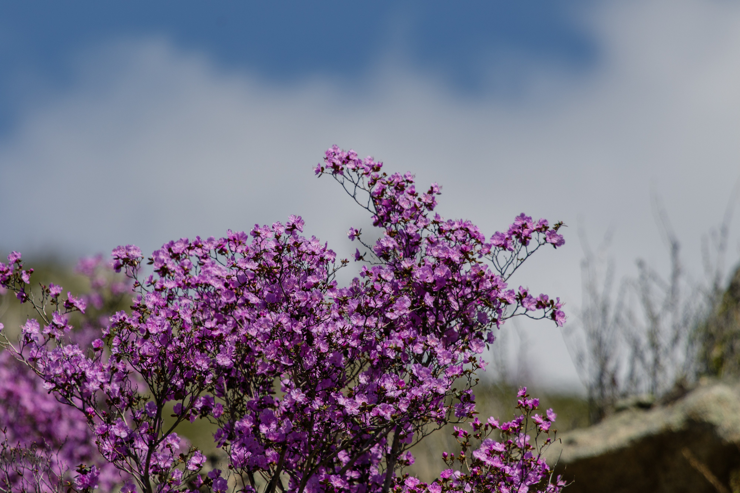 Мой Алтай. Фотограф Кирилл Мешков Кемерово
