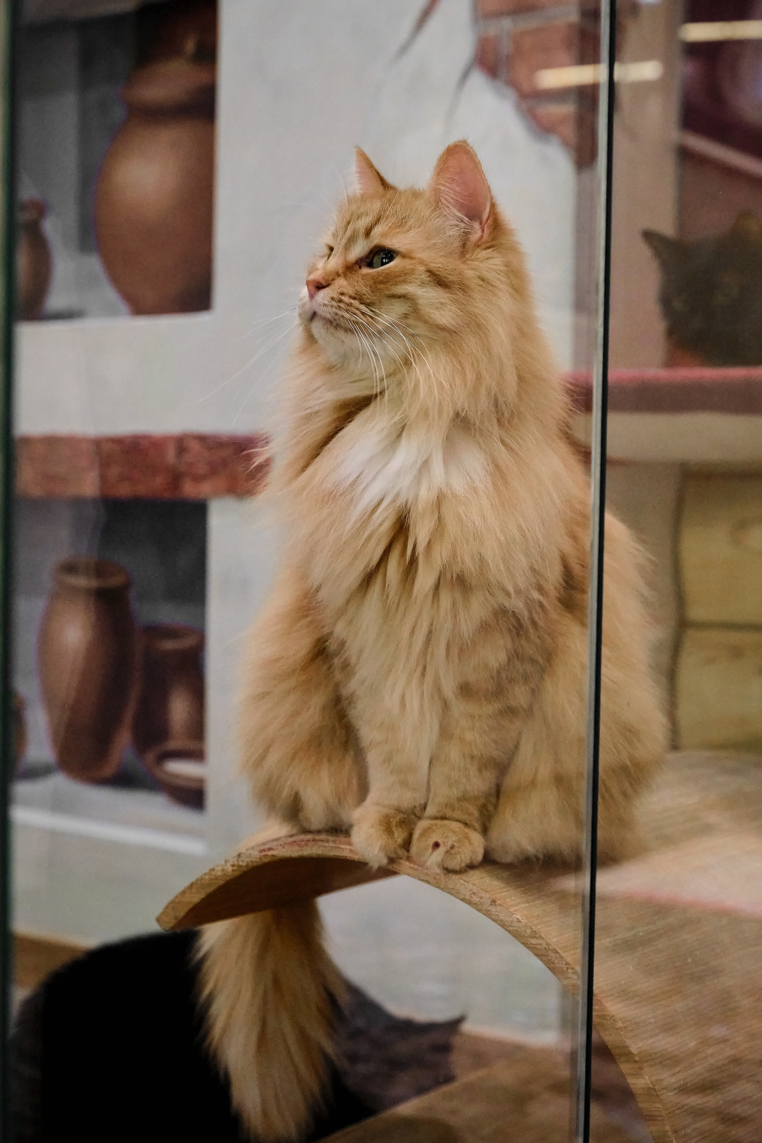 Пресс-конференция Ю.Куклачева в театре кошек