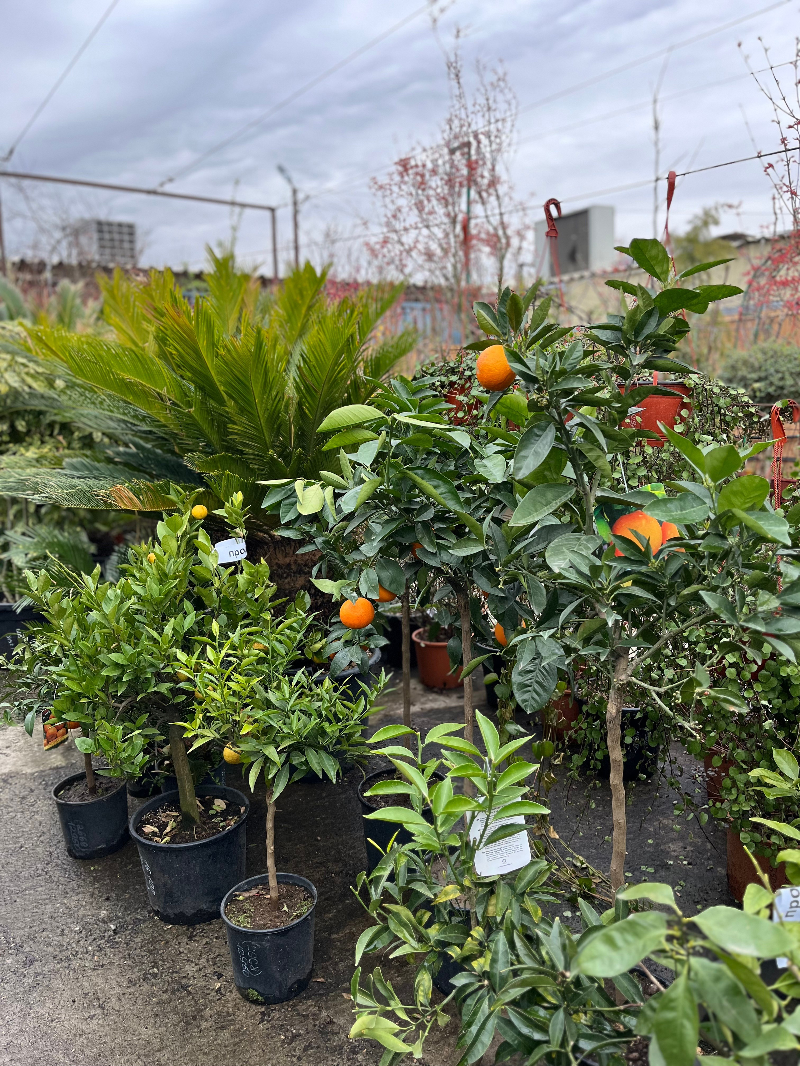 ЛЮБИМЫЕ ЦВЕТЫ