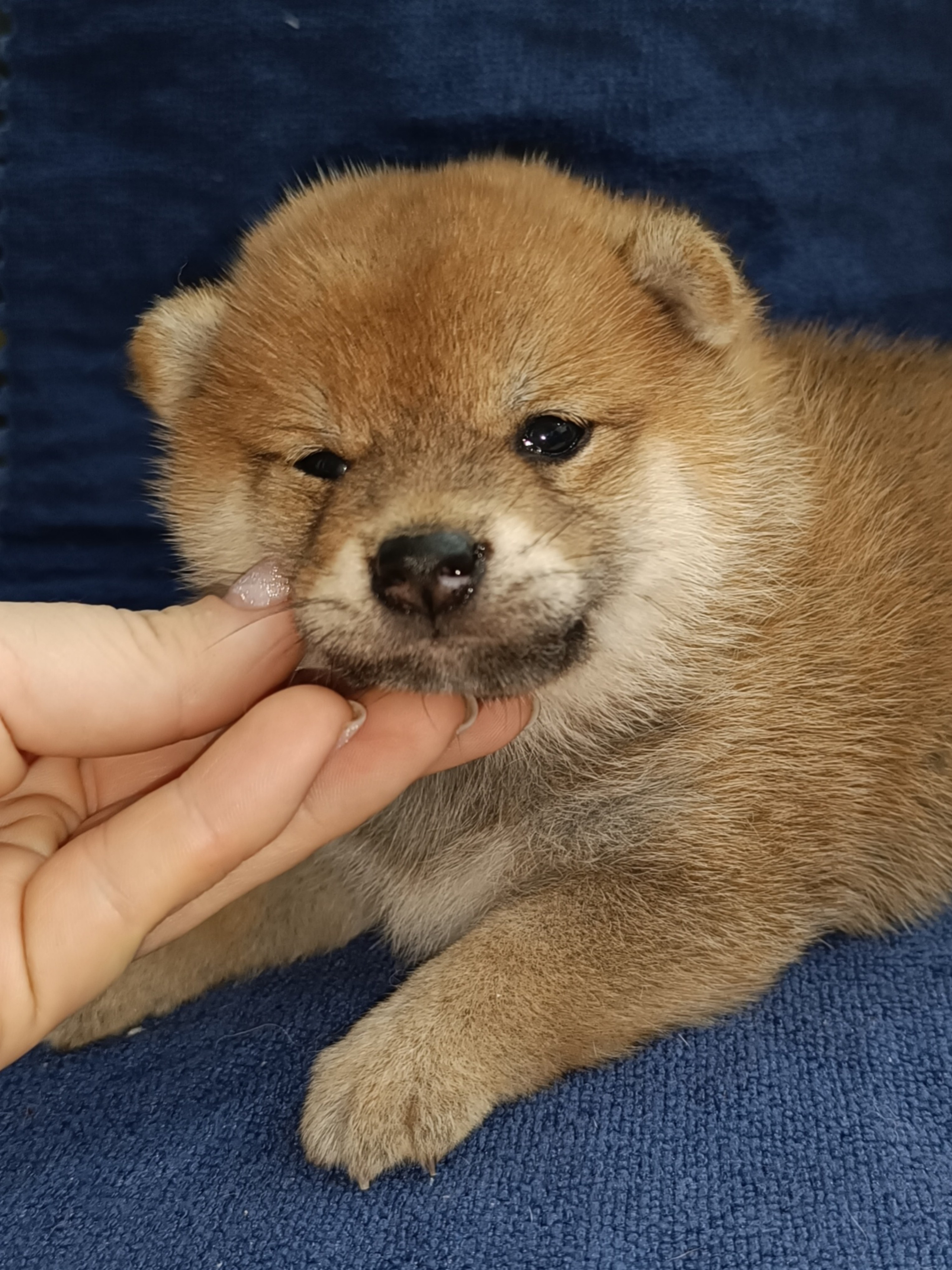 сиба питомник Рубилайт щенки на продажу rubylight  сиба щенки купить СПб Санкт-Петербург 