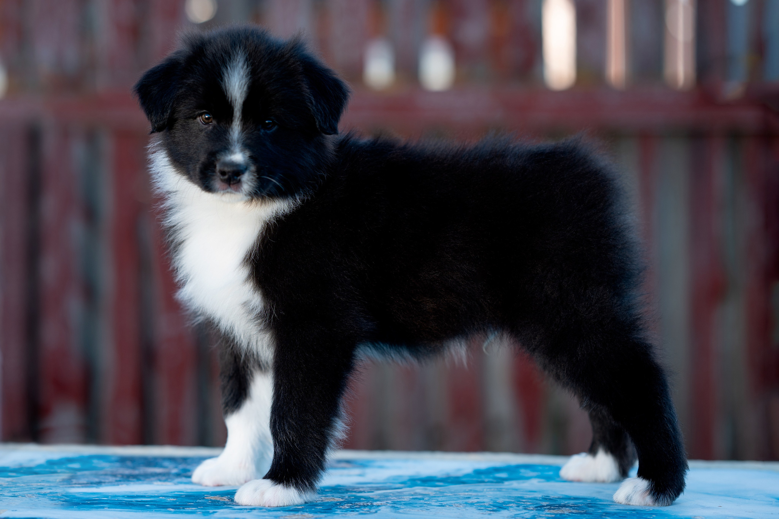 Заводчик Влада Эльман. Творческий фотограф Вологда