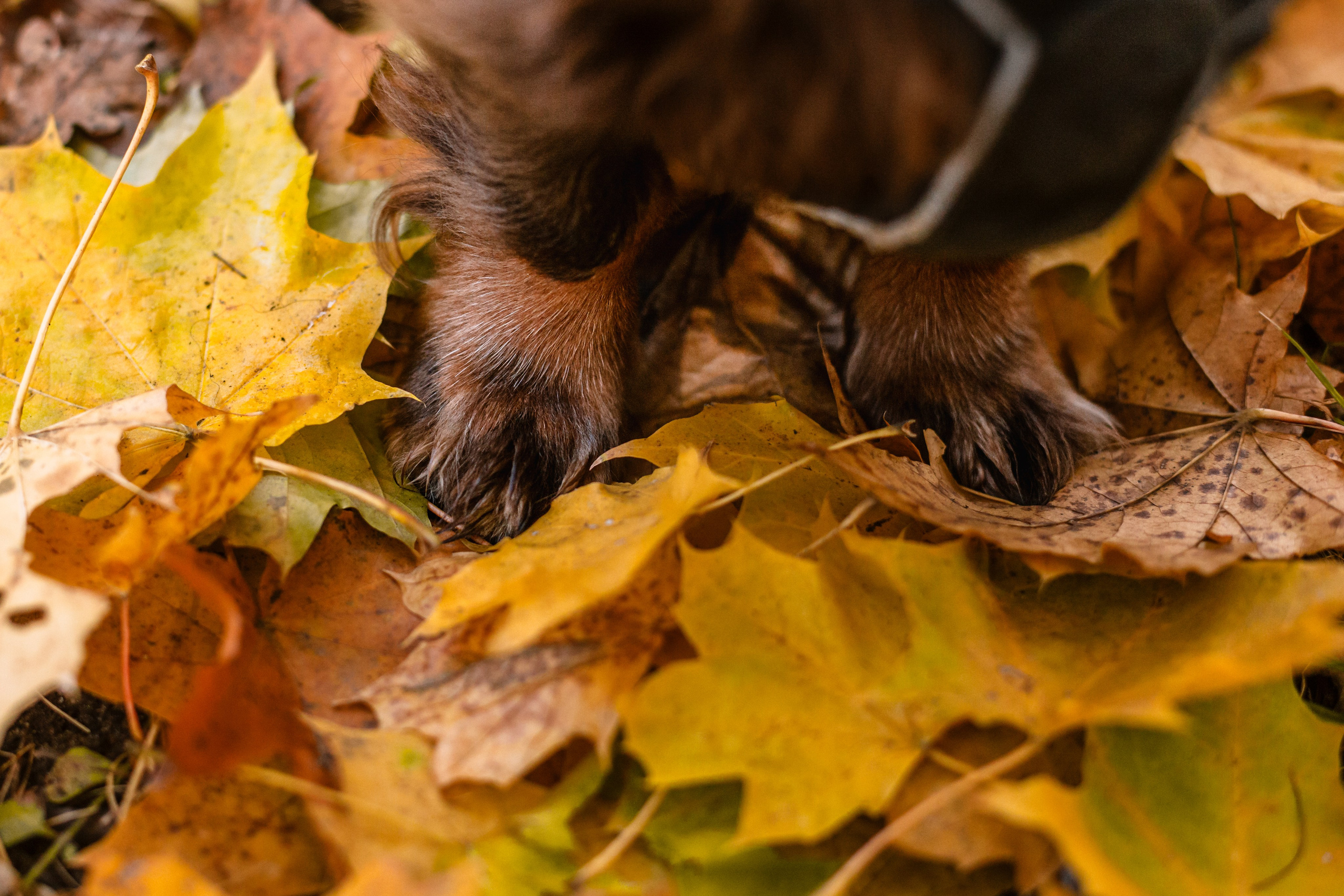 Света, Хайди, Богдана. Фотограф-анималист Татьяна Степанова