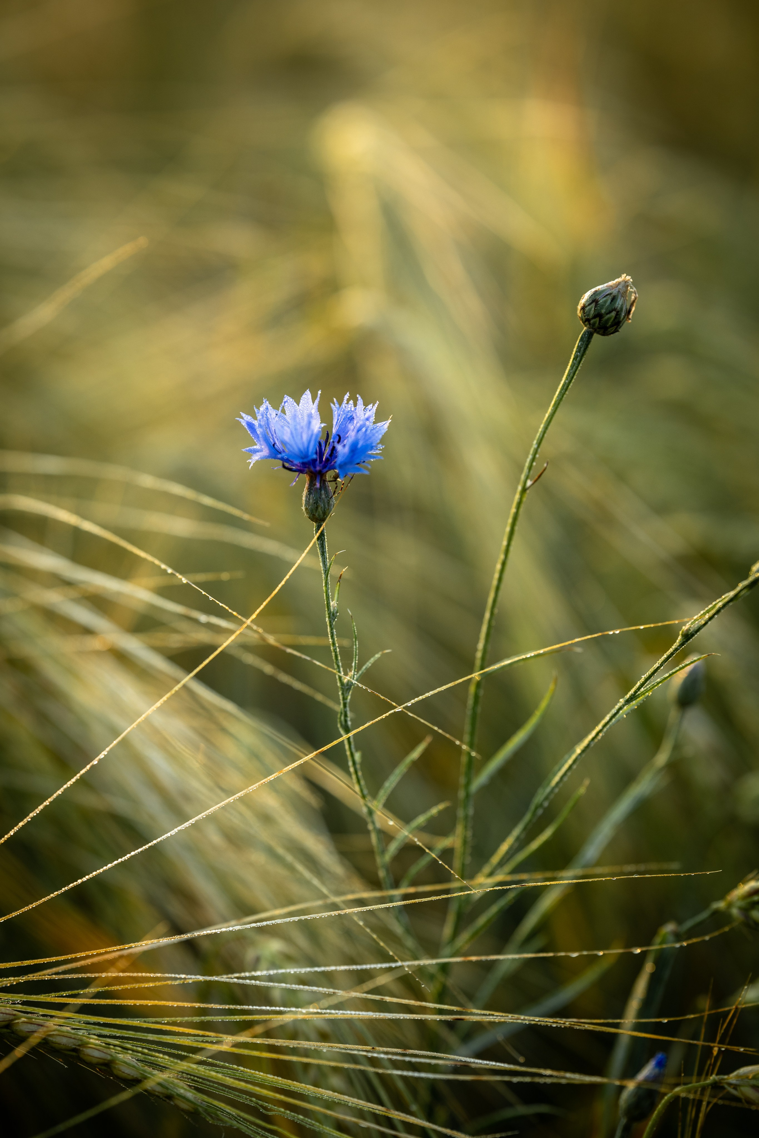 Природные пейзажи. Наталия Клевинскас портретный фотограф в Костроме