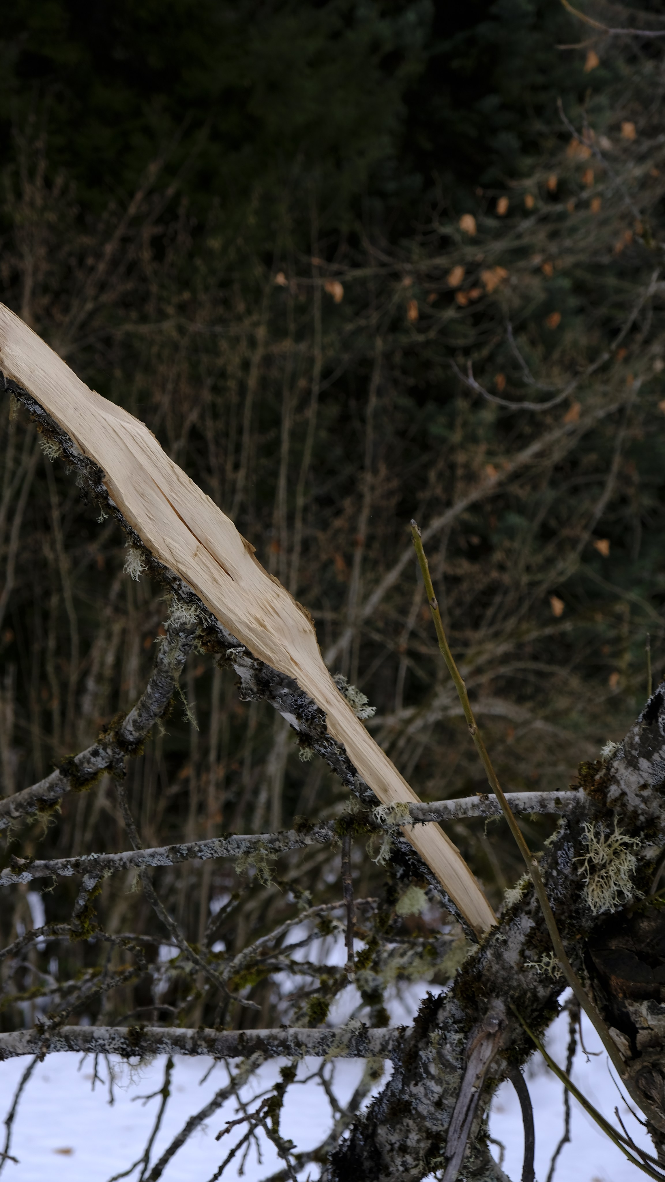 Сталинская дача на Рице зимой. Главная
