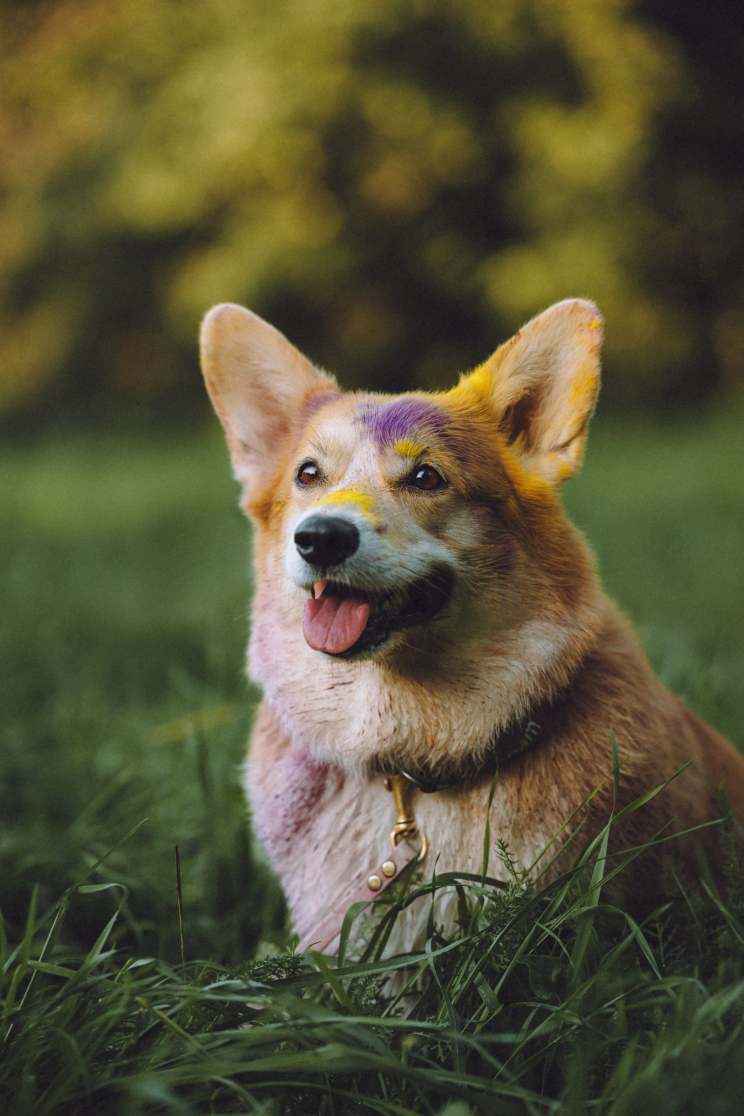 Пуговка и ее семья