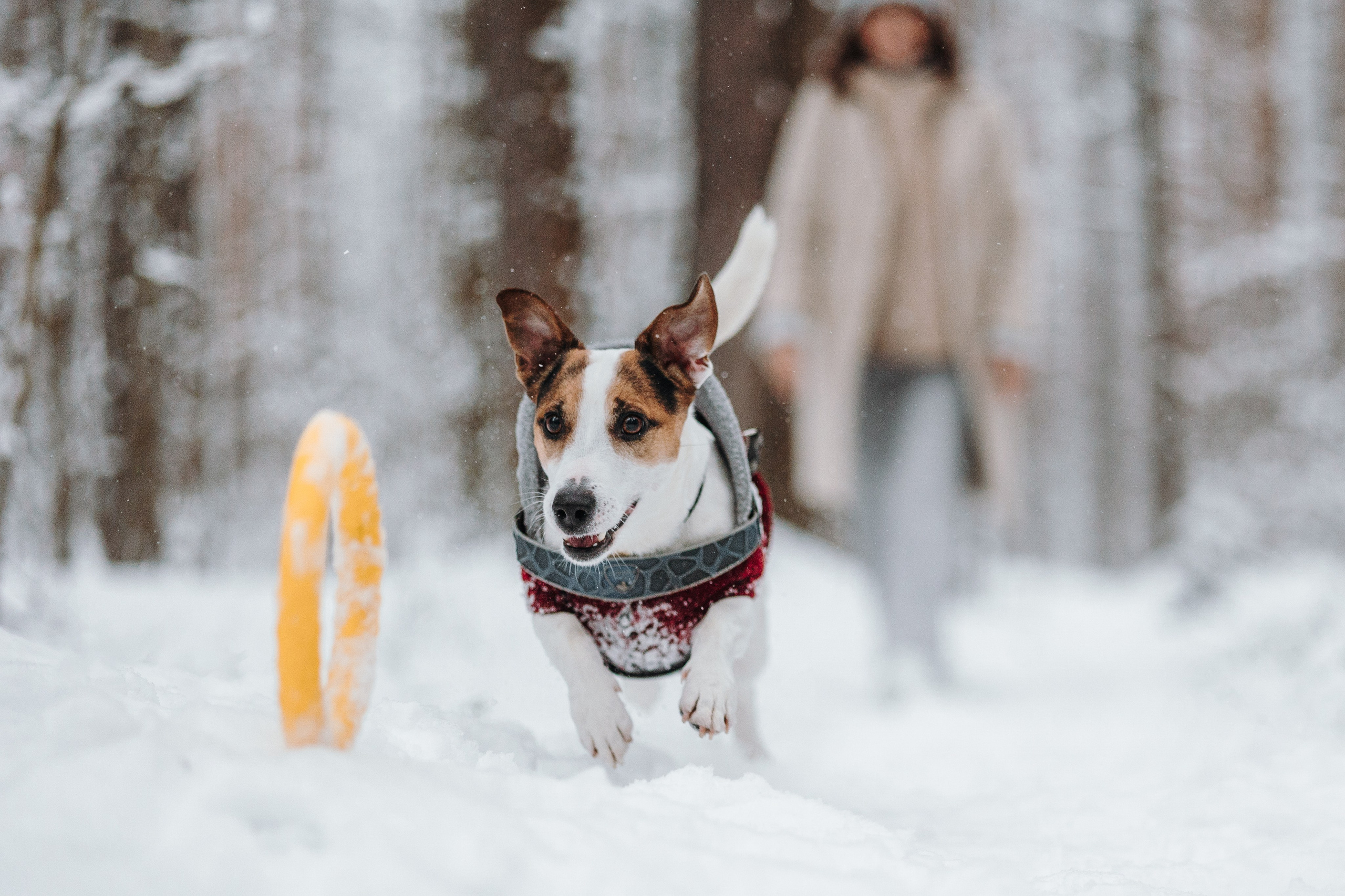 Наталья и Микки. Фотограф — Анималист | Санкт-Петербург