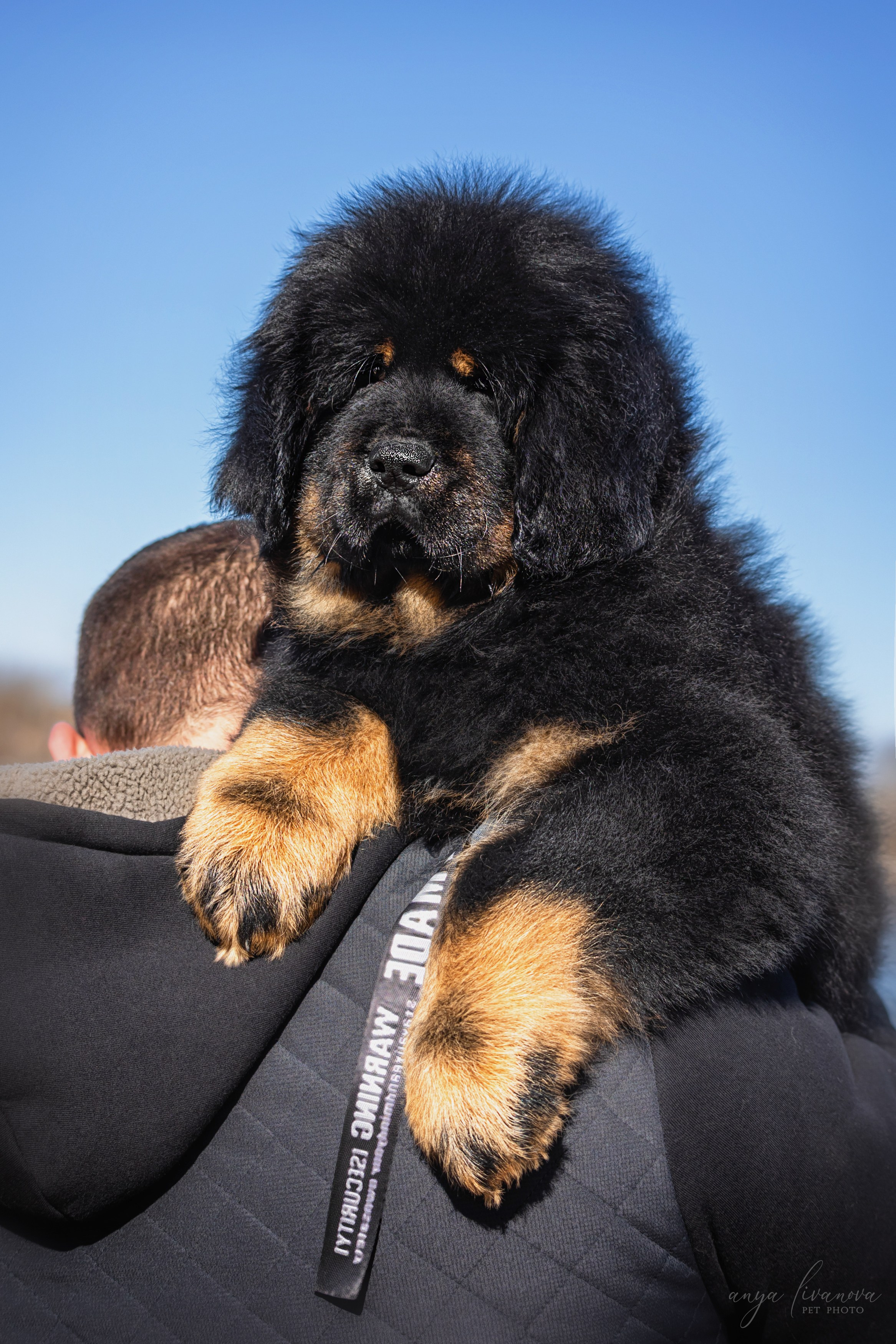 Тибеты. Фотограф анималист Аня Ливанова | Рыбинск