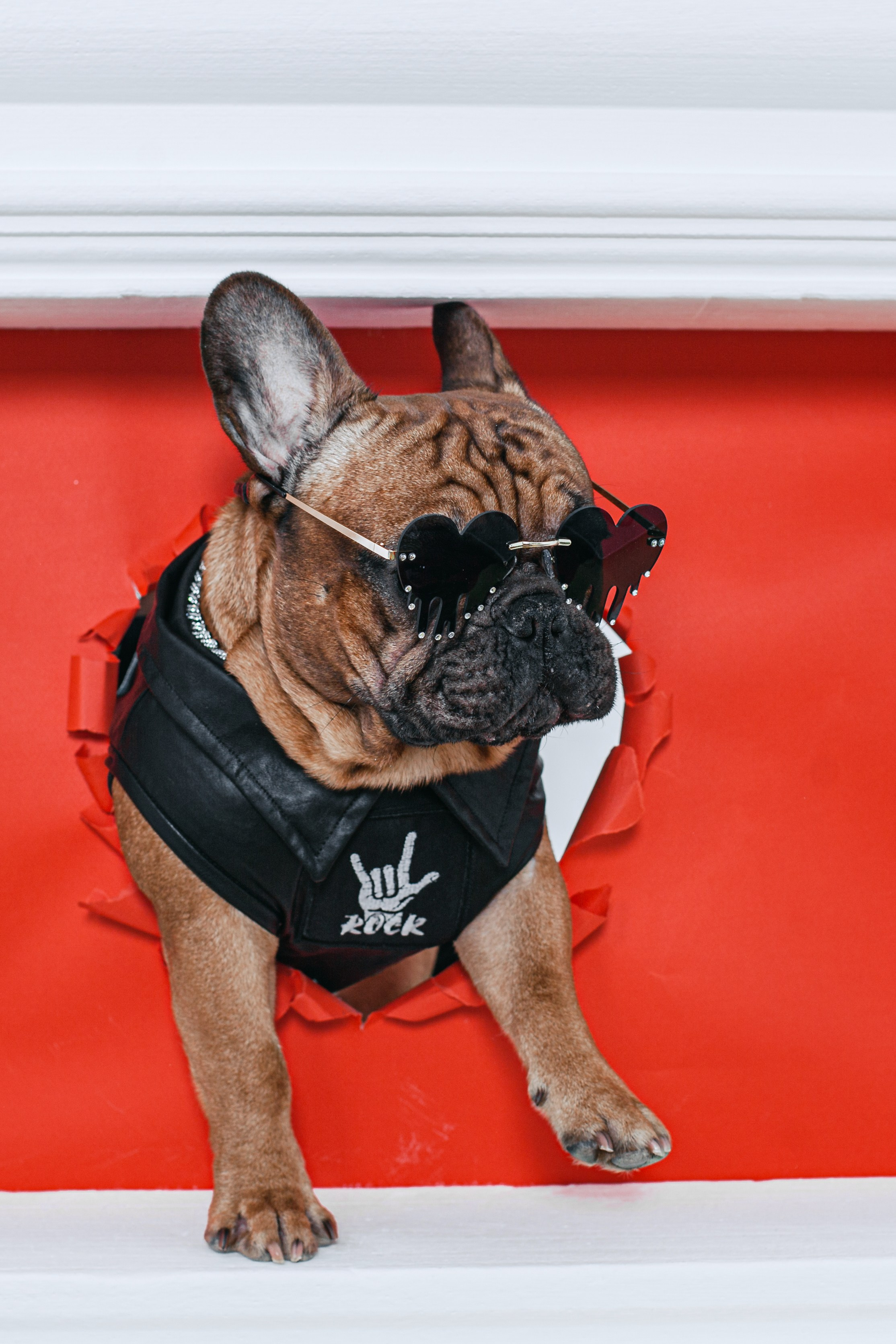 Пижамная вечеринка французских бульдогов и их хозяев. Фотограф-анималист Татьяна Степанова