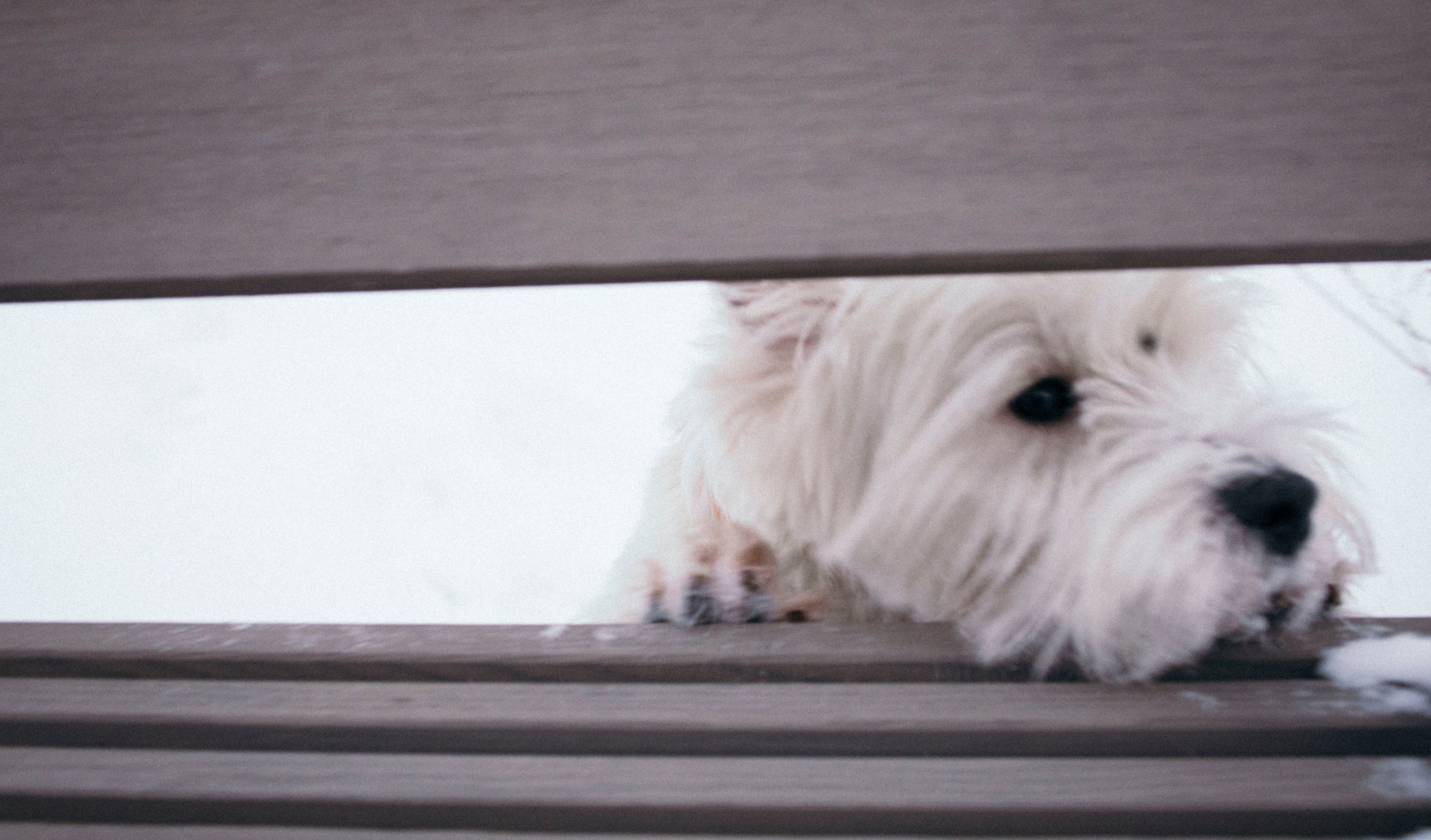Арина и Обеликс. Фотограф Виктория Куприянова