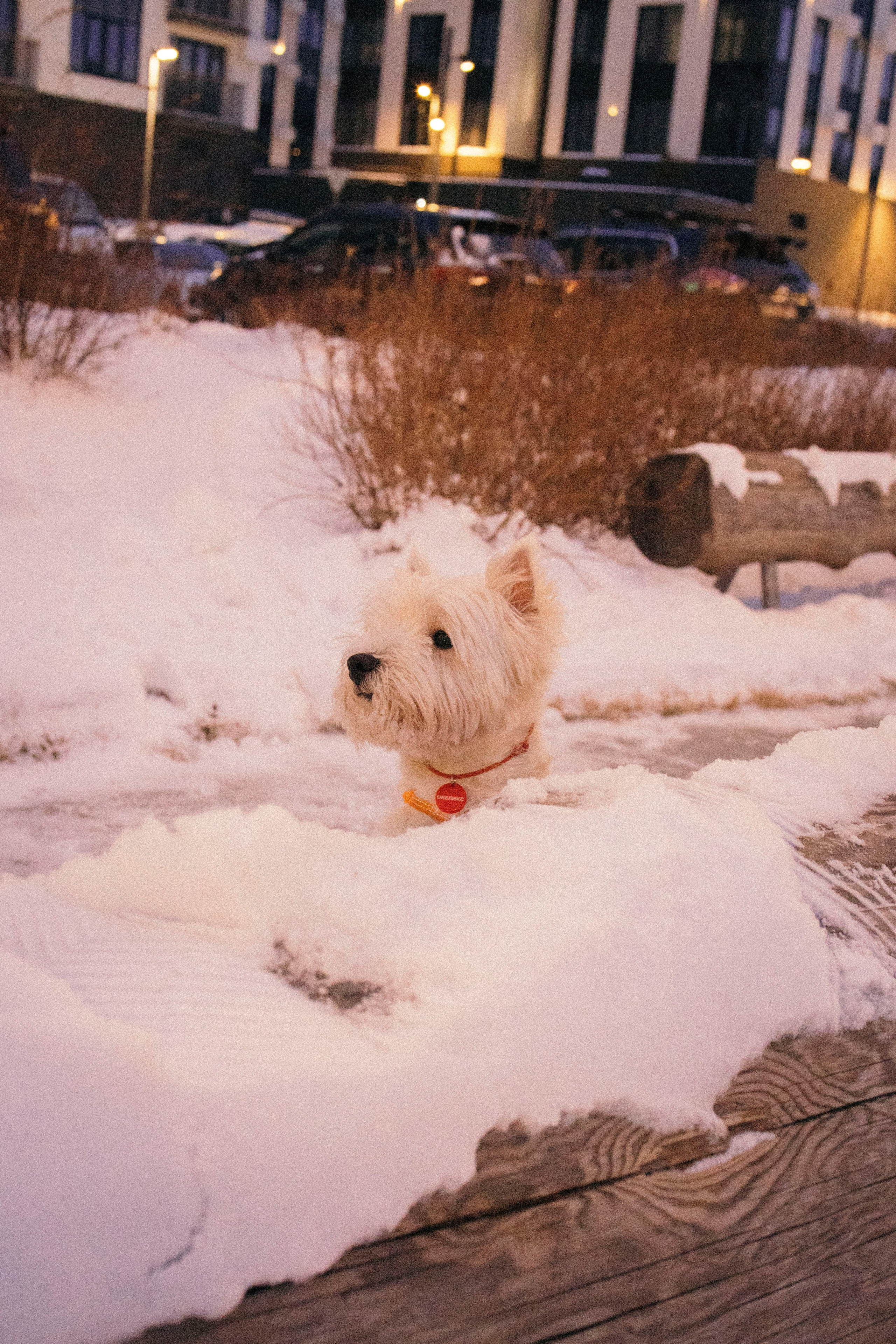 Арина и Обеликс. Фотограф Виктория Куприянова