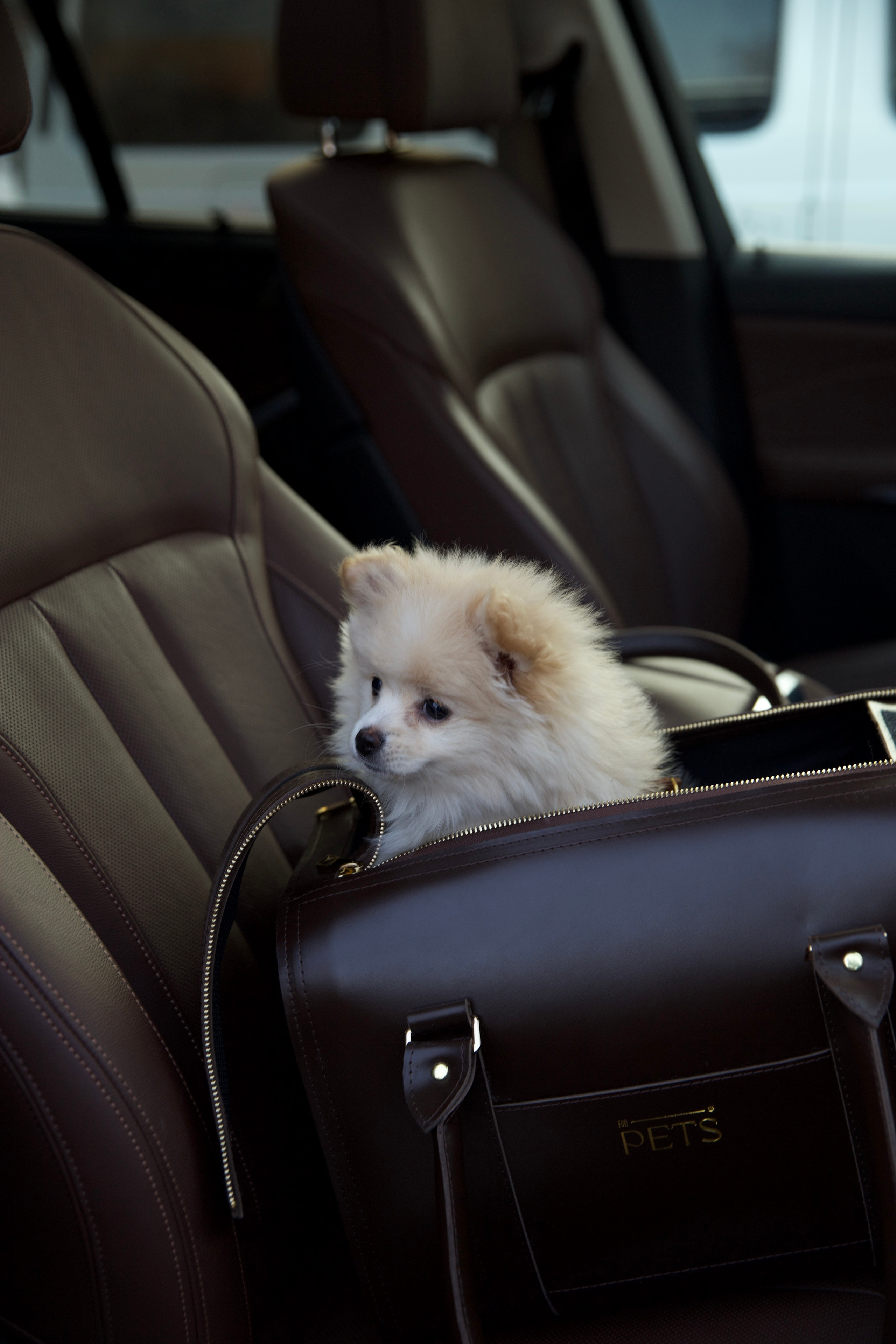 FOR PETS BRAND. Коммерческий фотограф для брендов в Москве